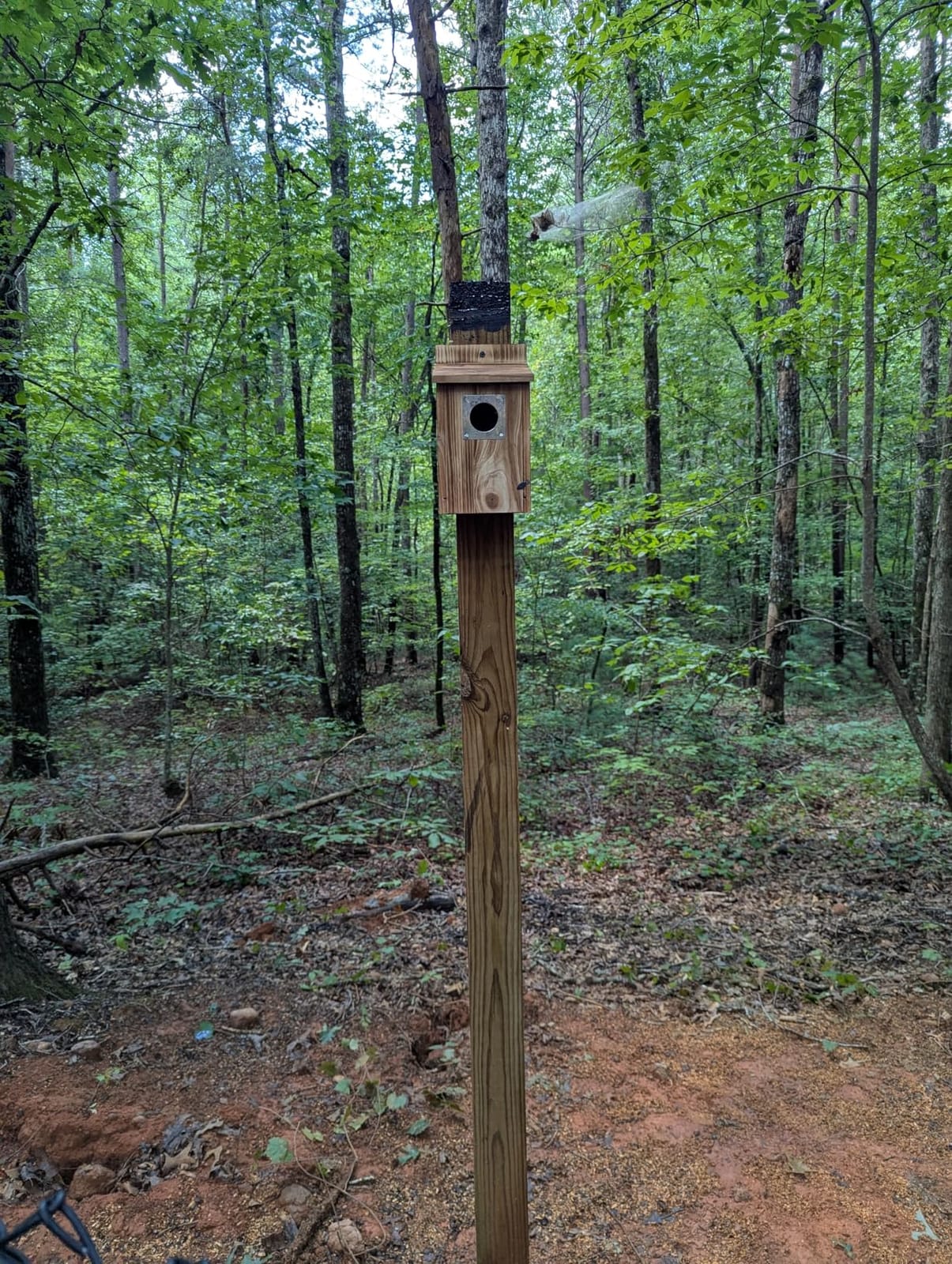 UUMENHA Bird Houses for Outside with Metal Predator Guard customer photo 1