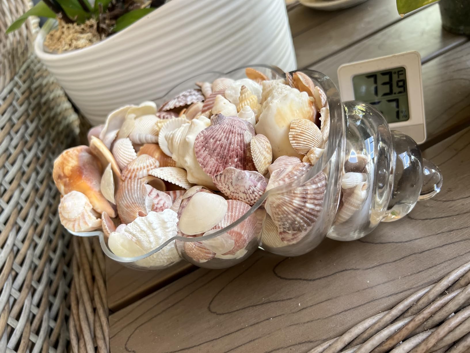 MDLUU Glass Shell Vase, 11-Inch Seashell Potpourri Holder, Large Decorative Conch Bowl for Shell Collection Display, Sea Glass, Air Plant(Blue) customer photo 1