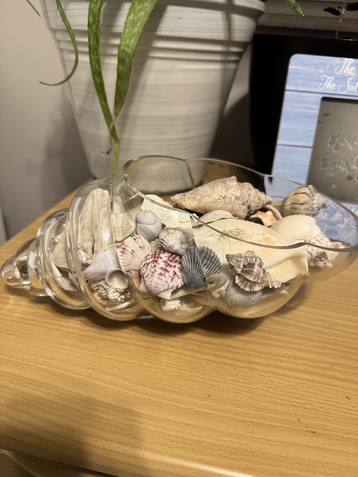 MDLUU Glass Shell Vase, 11-Inch Seashell Potpourri Holder, Large Decorative Conch Bowl for Shell Collection Display, Sea Glass, Air Plant(Blue) customer photo 2