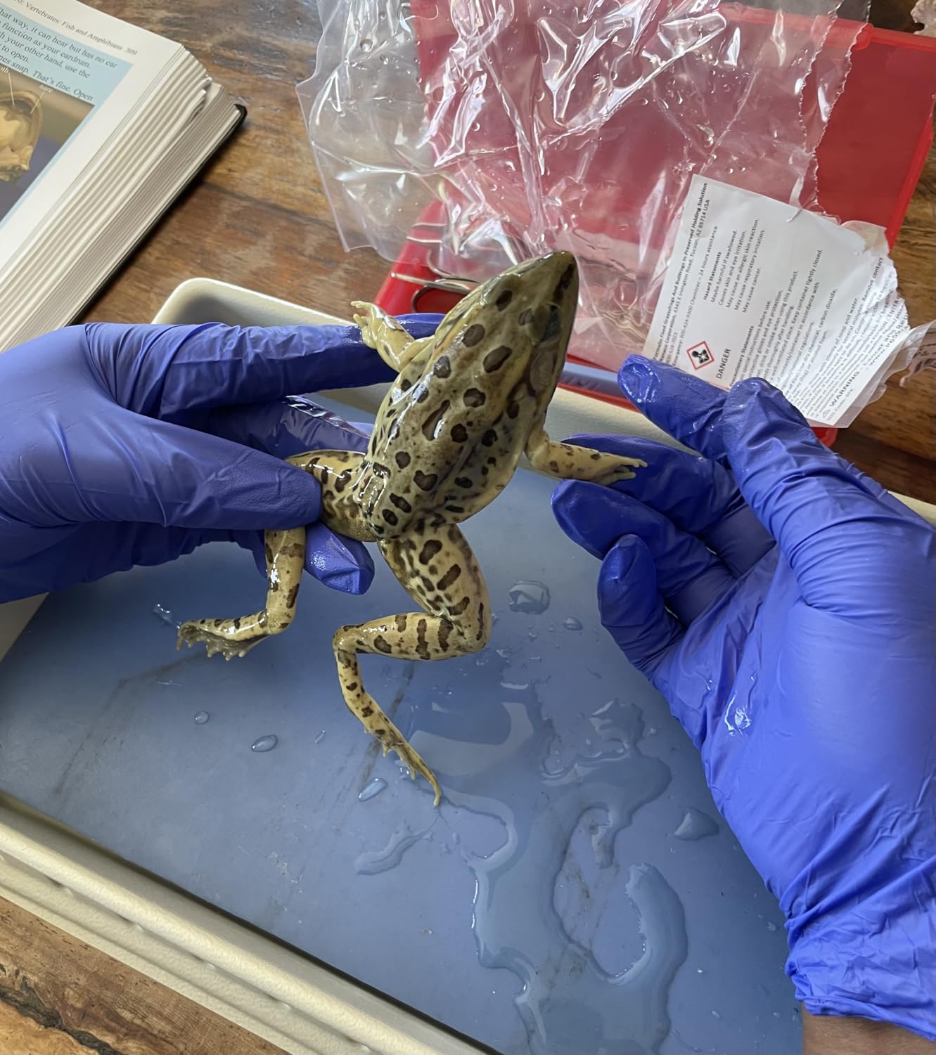 Frog Dissection Kit with Scalpel Dissection Guide | Dissection Specimen for Biology College Anatomy customer photo 1