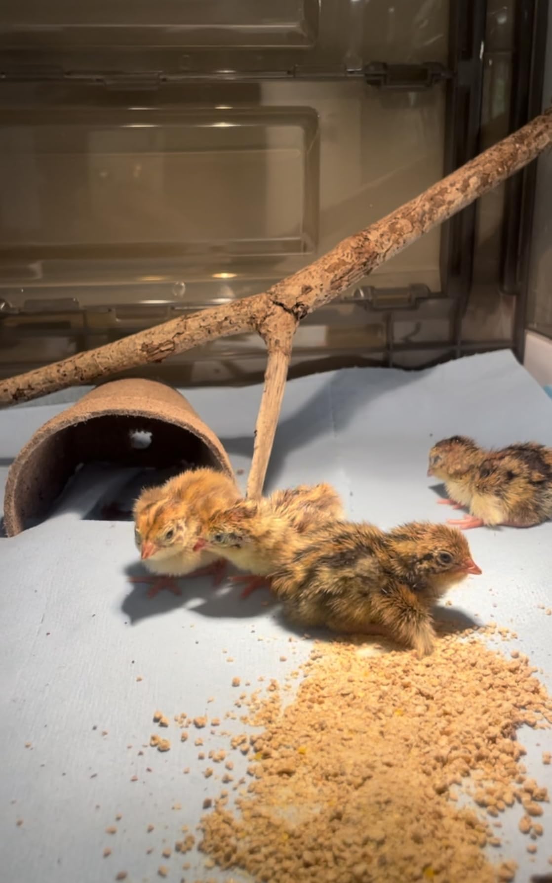 Chick Brooder,Brooder Box for Chicks,Brooder Heater Warms up to 25 Chicks (23″x17″x14″) customer photo 1