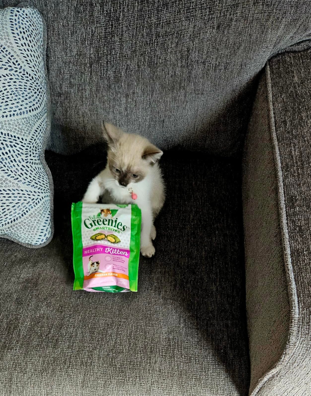 Greenies Feline Smartbites Kitten Treats, Chicken Flavor, 2.1 oz | DHA for brain development, supports immune system, under 2 cal/treat, no artificial flavors/preservatives, cat treats customer photo 1