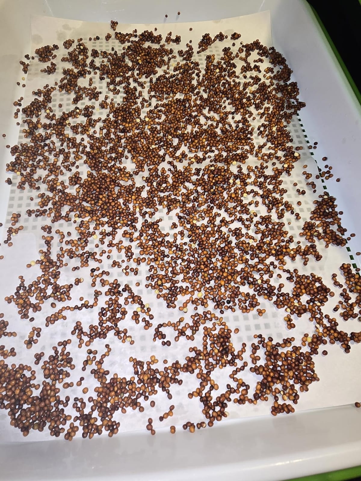 Legigo 10 Pack Seed Sprouter Trays, Microgreens Growing Trays Kit customer photo 2