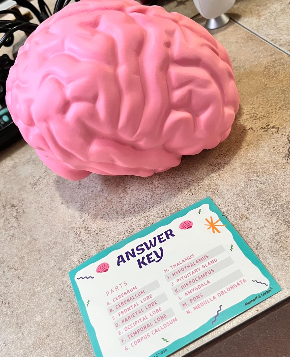Cross Section Foam Brain Model | Free Stand, Answer Sheet & Digital Worksheet | Educational Tool Learning & Teaching Human Anatomical Function, Psychology, Biology or Science | 2 Labeled Half Pieces customer photo 1