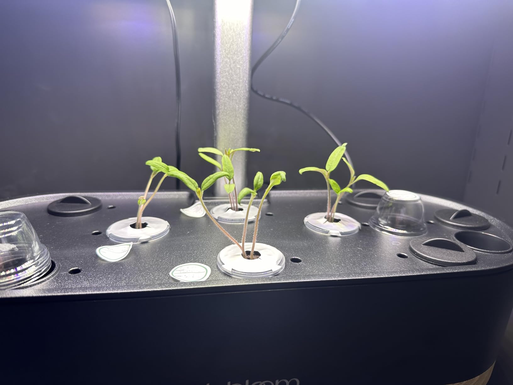 inbloom Hydroponics Growing System 12 Pods, Indoor Herb Garden with LEDs Full-Spectrum Plant Grow Light, Water Shortage Alarm, Automatic Timer, Height Adjustable,Gardening Gifts for Women, White customer photo 1