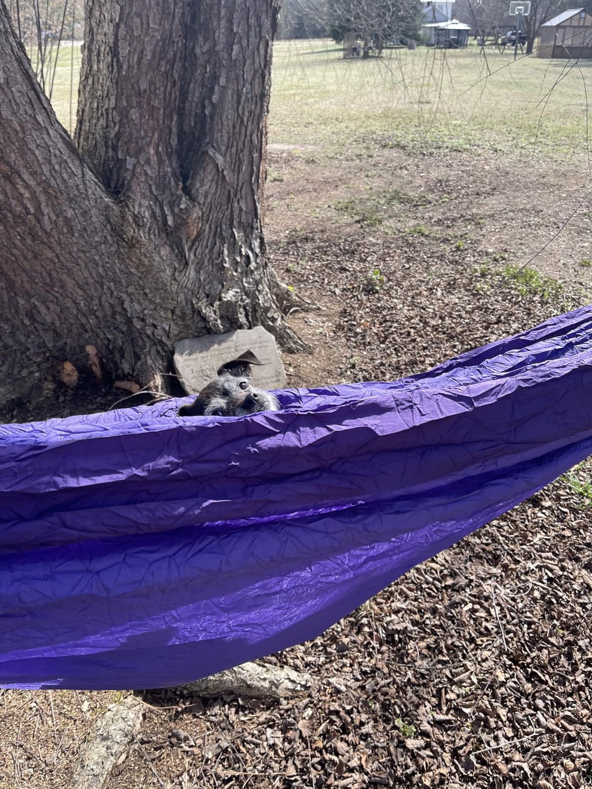 Wise Owl Outfitters Camping Hammock - up to 500lbs Portable Hammock with Tree Straps customer photo 2