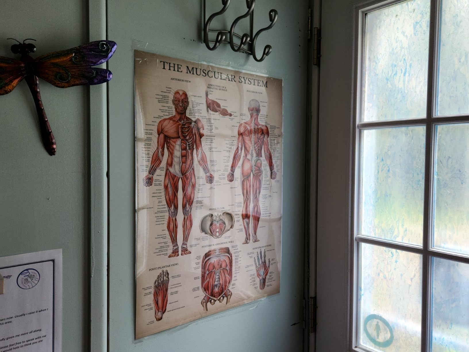 Palace Learning 4 Pack - Vintage Anatomy Poster Set - Laminated - Muscular, Skeletal, Ligaments of the Joints, Anatomy of the Spine - Anatomical Chart Set - 18