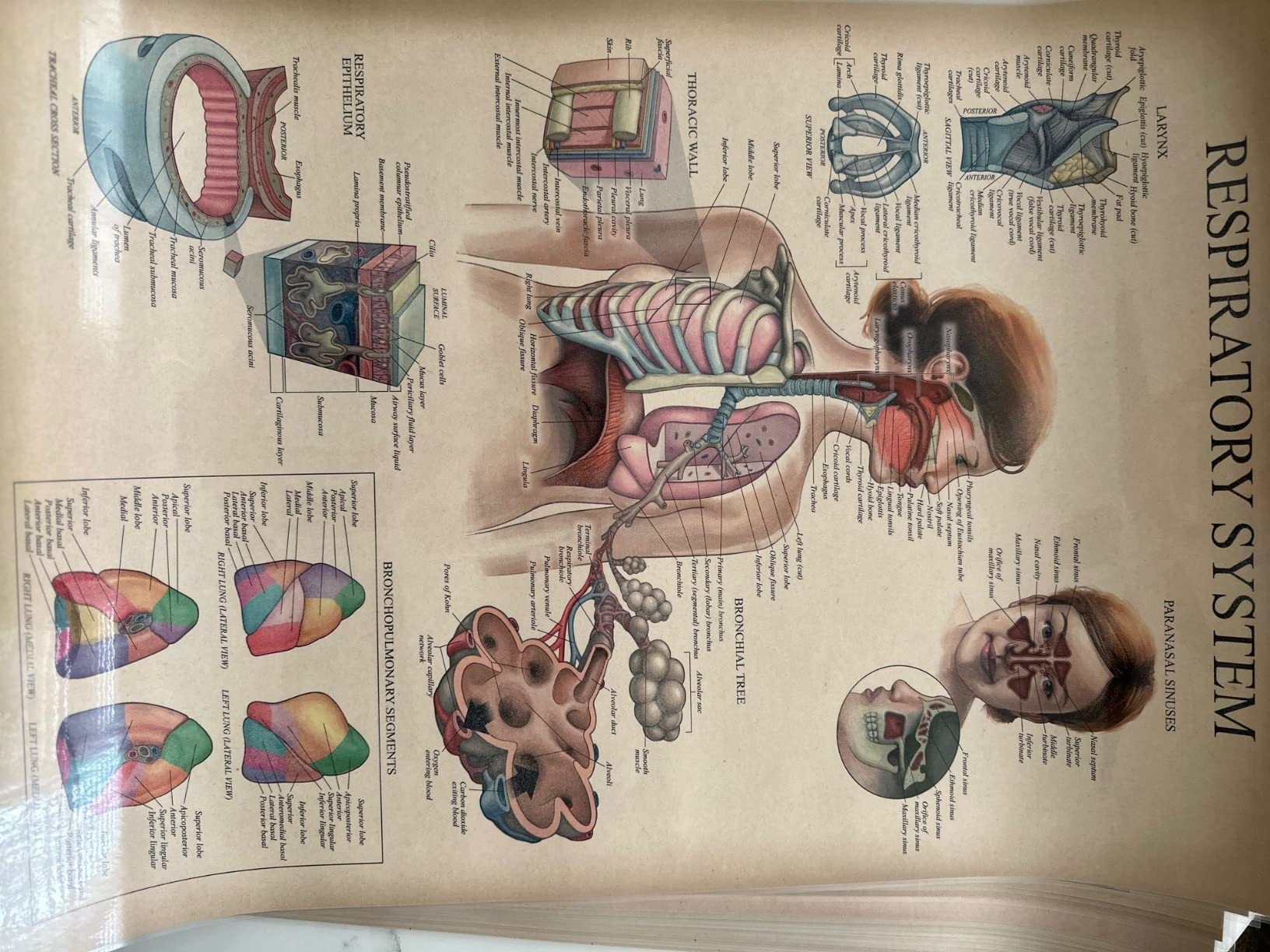 20 Pack - Vintage Anatomy Posters - Laminated - Muscular, Skeletal, Digestive, Respiratory, Circulatory, Endocrine, Lymphatic, Male & Female, Nervous, Spinal Nerves, Anatomical Charts - 18