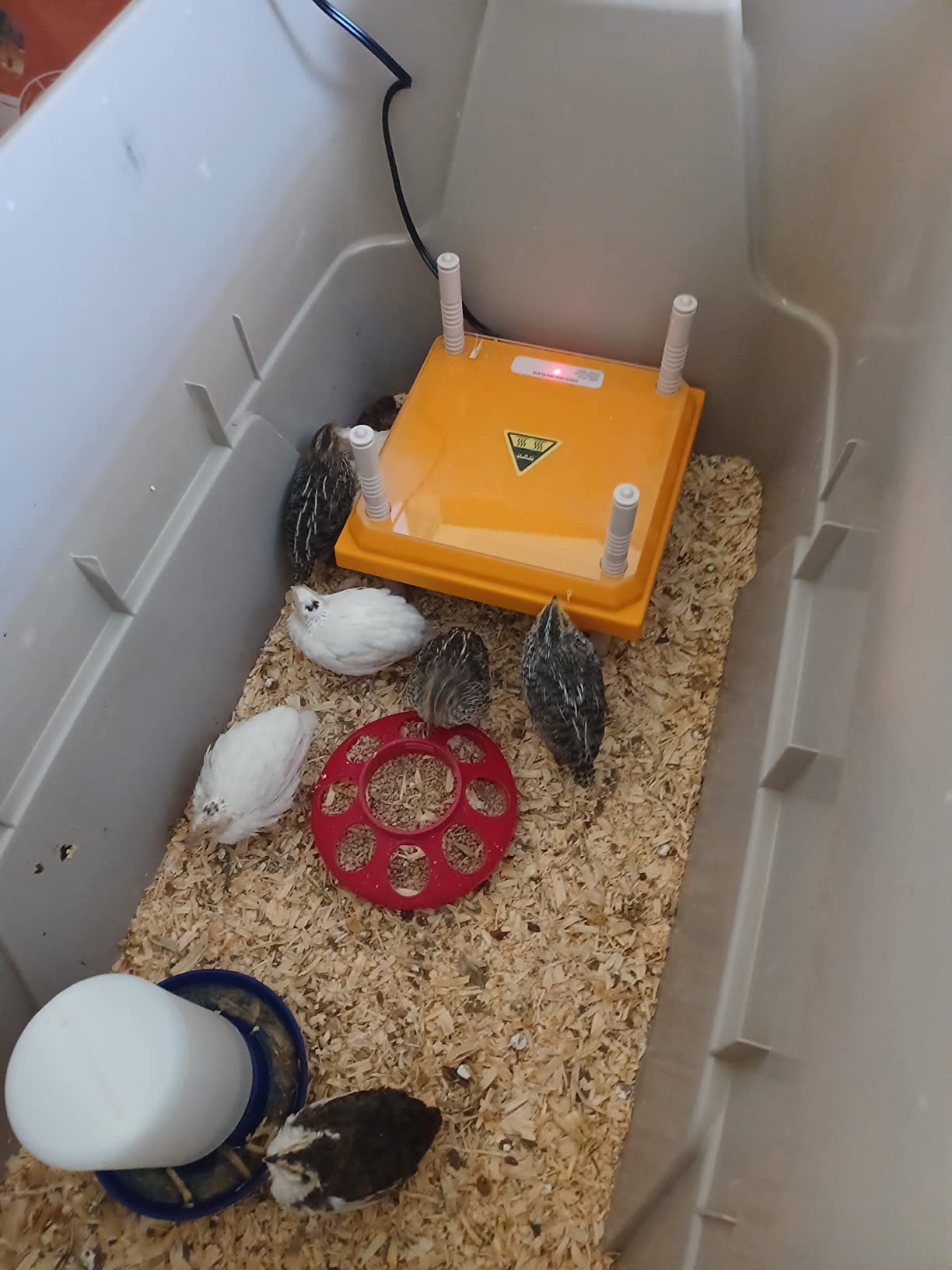 Brooder Heater for Chicks: Chick Brooder Heating Plate with Easy- Cleaning Plate Poultry Coop Heater Chicks Warmer 12
