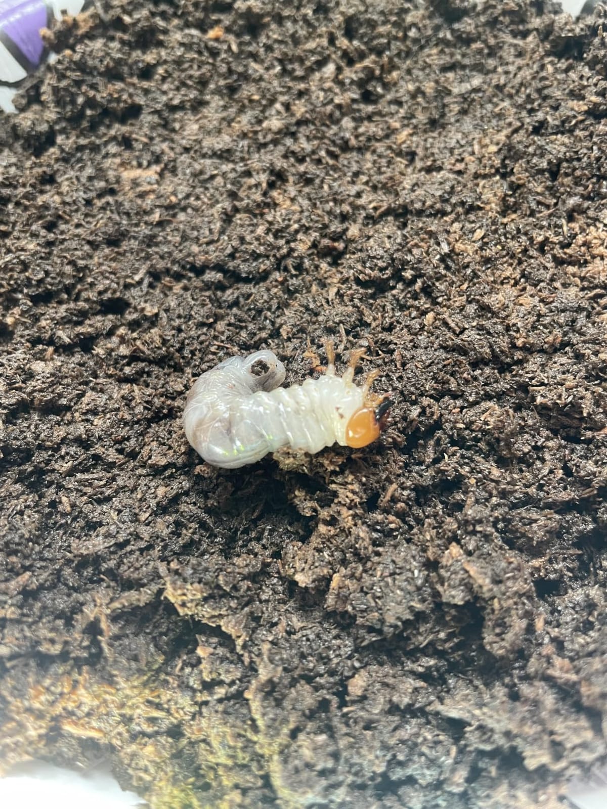 Flake Soil, Beetles, Isopods and Millipedes Substrate (1 Pound), By Critters Direct customer photo 1