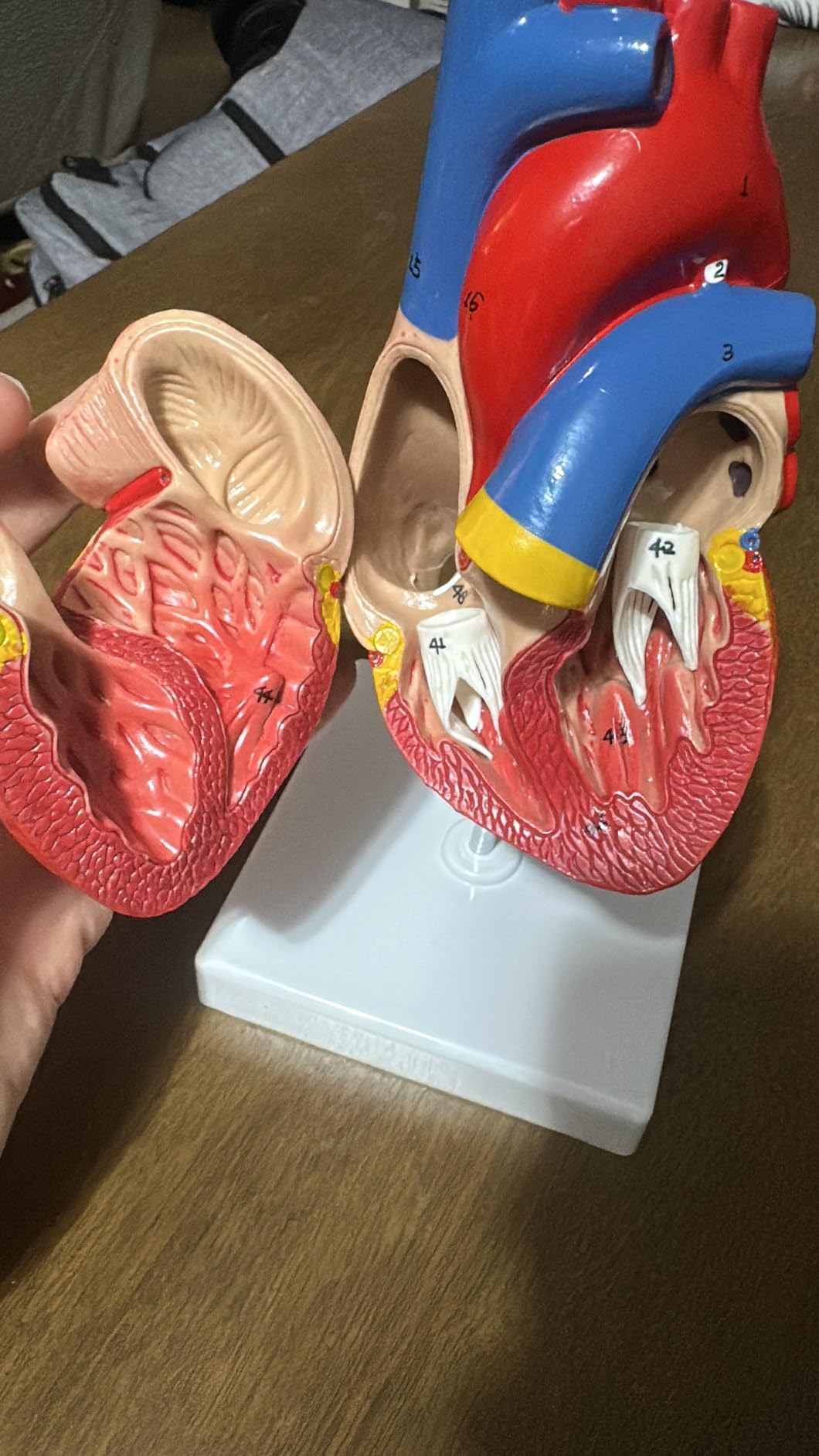 breesky Life Size Human Heart Model, Anatomically Accurate 2-Part Medical Model with 48 Anatomical Structures & Mounted Display Base & Number Manual for Classroom & Cardiology Study customer photo 1