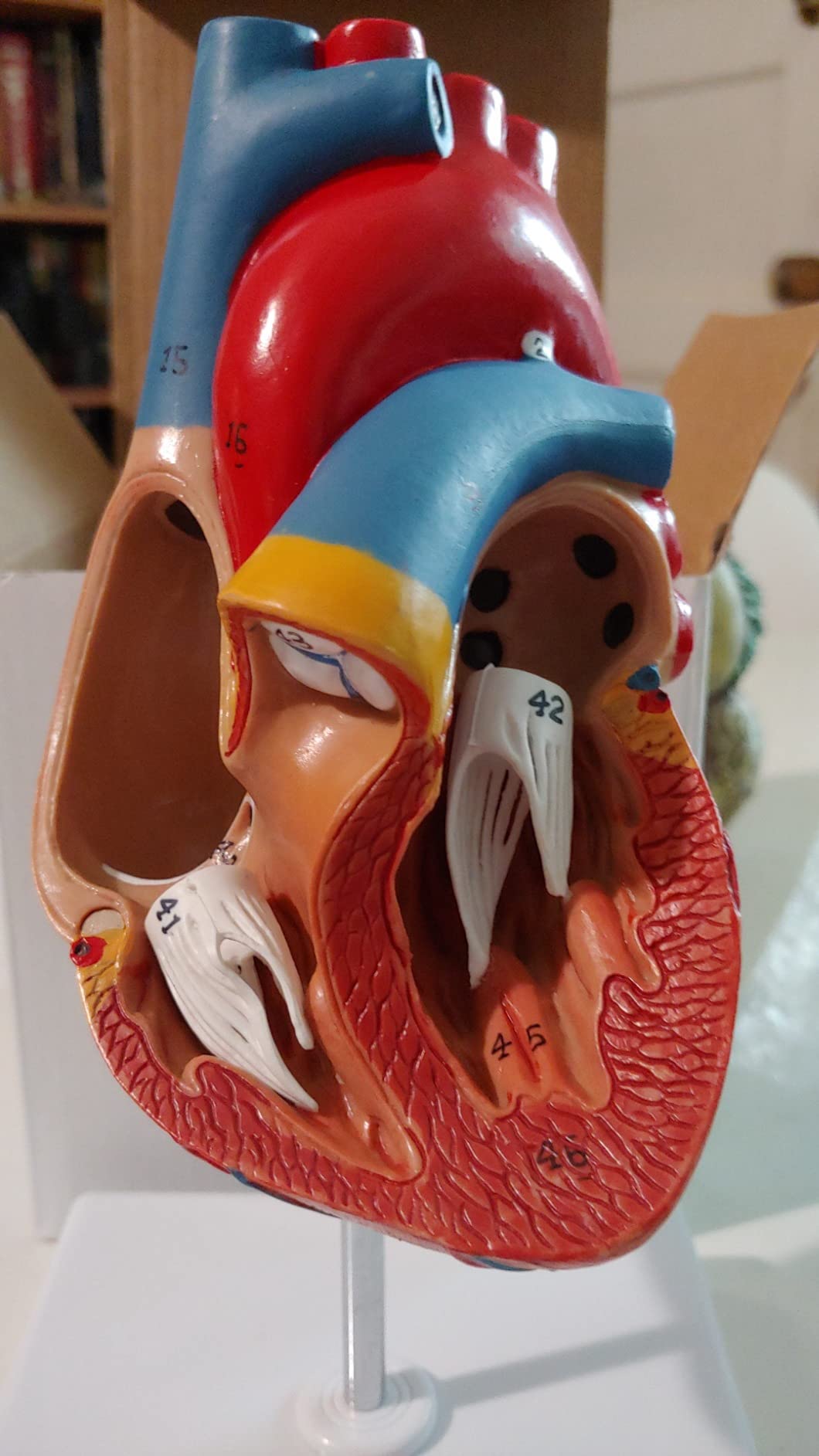 breesky Life Size Human Heart Model, Anatomically Accurate 2-Part Medical Model with 48 Anatomical Structures & Mounted Display Base & Number Manual for Classroom & Cardiology Study customer photo 2