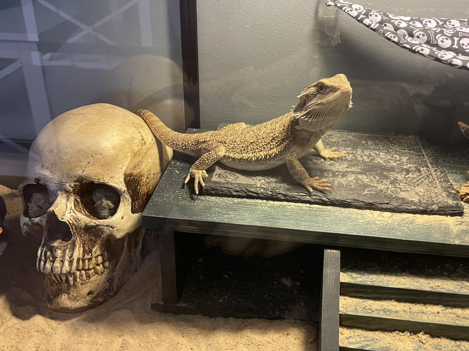 REPTI ZOO Reptile Tempered Glass Extra-Long Terrarium Habitats 48 x 18 x 18 Reptile Amphibians Large Enclosure for Snake/Bearded Dragon/Lizard ect. customer photo 2