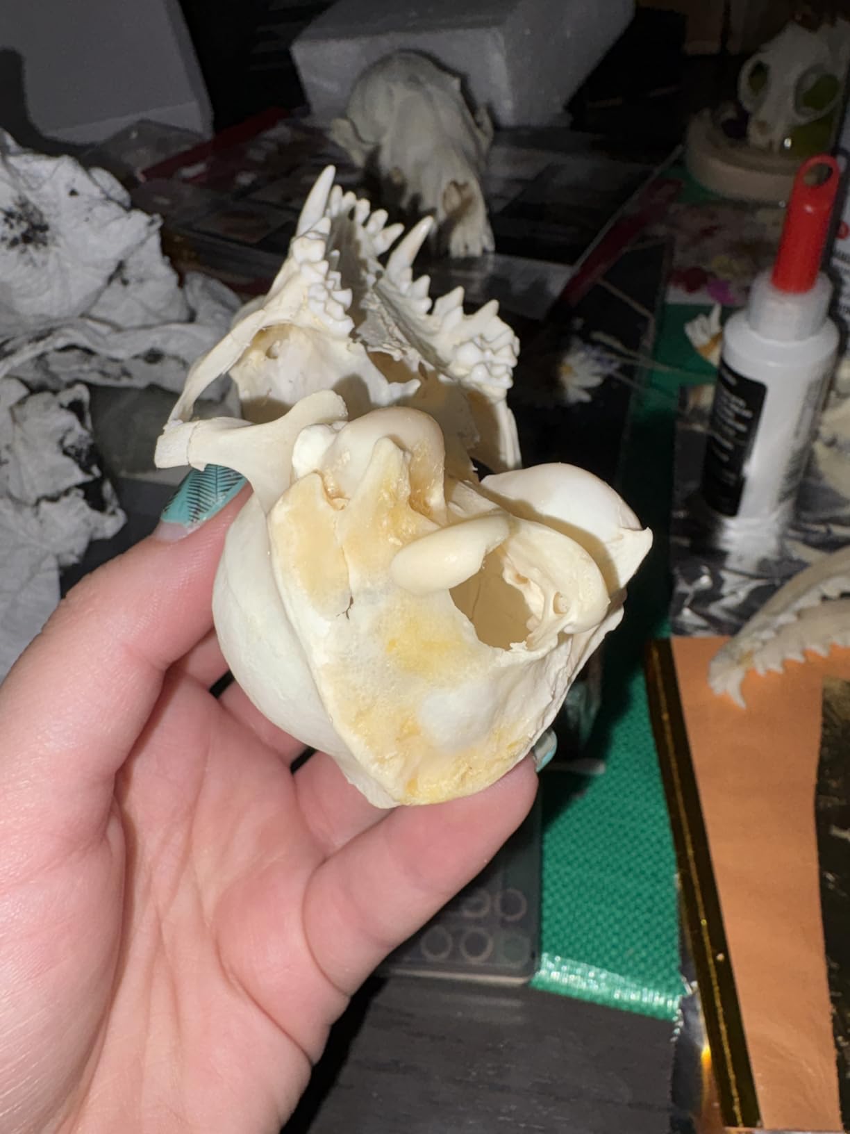 Wholesale 1/2/3/5/10 pcs Taxidermy Real Animals Skulls, Real Bones Specimen, Supplies Art Bone Vet Medicine 1:1 Animal Bones (1pc,Coypu Skull) customer photo 1