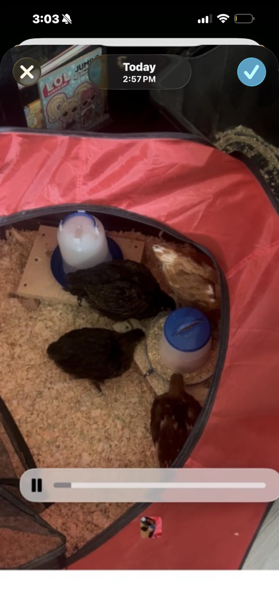 Tetuga Brooder Box for Chick Starter Kit, Chicken Brooder Up to 15 Chicks customer photo 1
