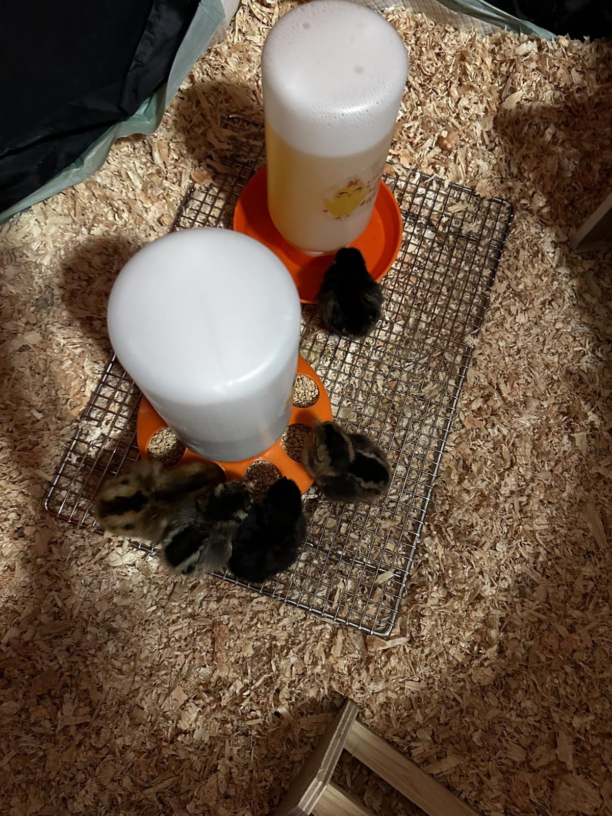 TGEYD Chick Feeder and Waterer Set – Automatic 1L Chicken Feeder and Waterer for Baby Chicks, Ducks, and Quail – Brooder Starter Kit & Chicken Coop Accessories customer photo 2