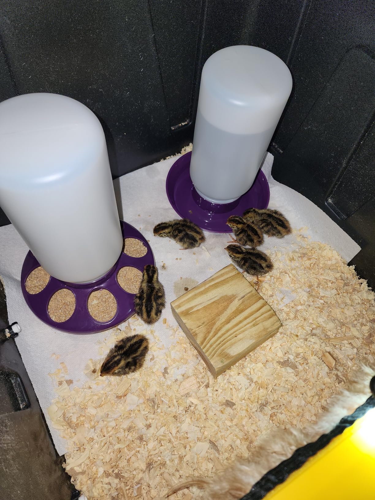 Chick Feeder and Waterer Set no Waste Chicken Water Dispenser 1L Chicken Water Feeder Poultry Waterer Baby Chick Duckling Supplies Starter Kit (Purple) customer photo 2
