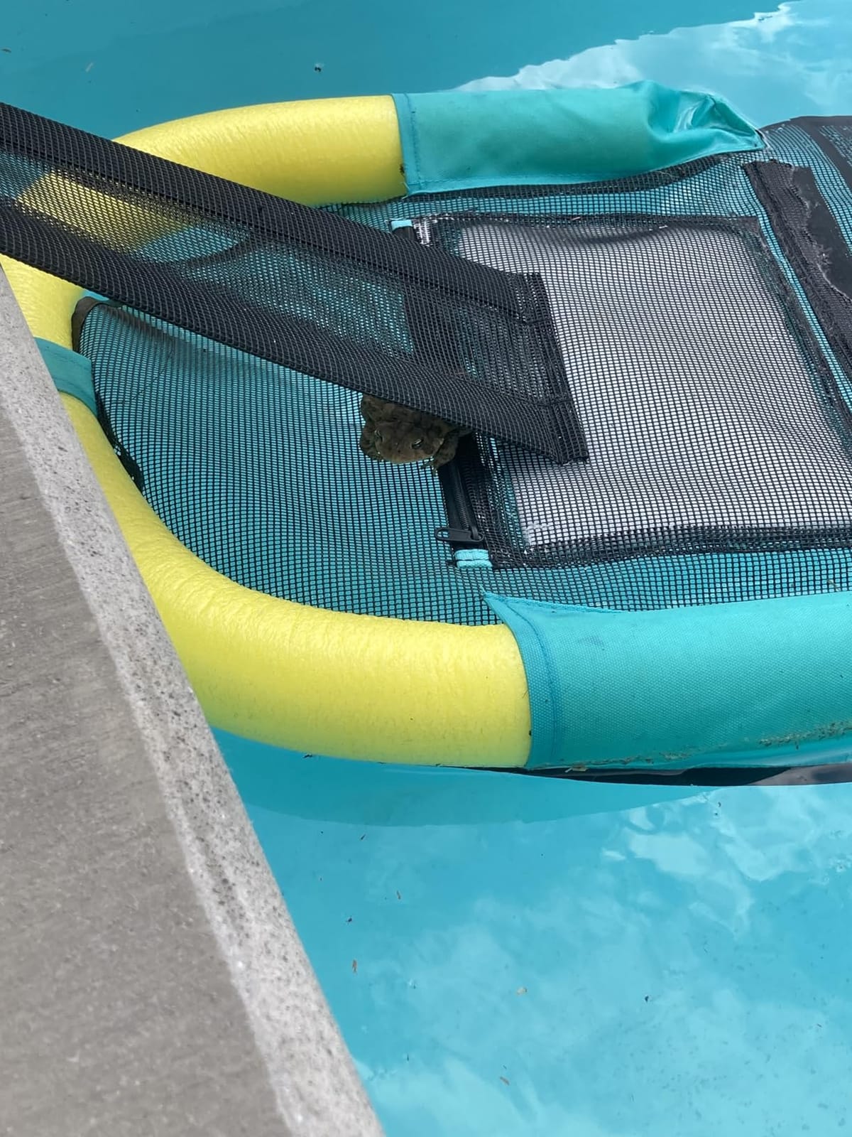 Animal Saving Escape Ramp with Pool Surface Skimmer Catcher, Floating Ramp Rescues, Pond & Pool Critter Escape Ramp Saving Frogs, Toads Animal Mice, Birds customer photo 1