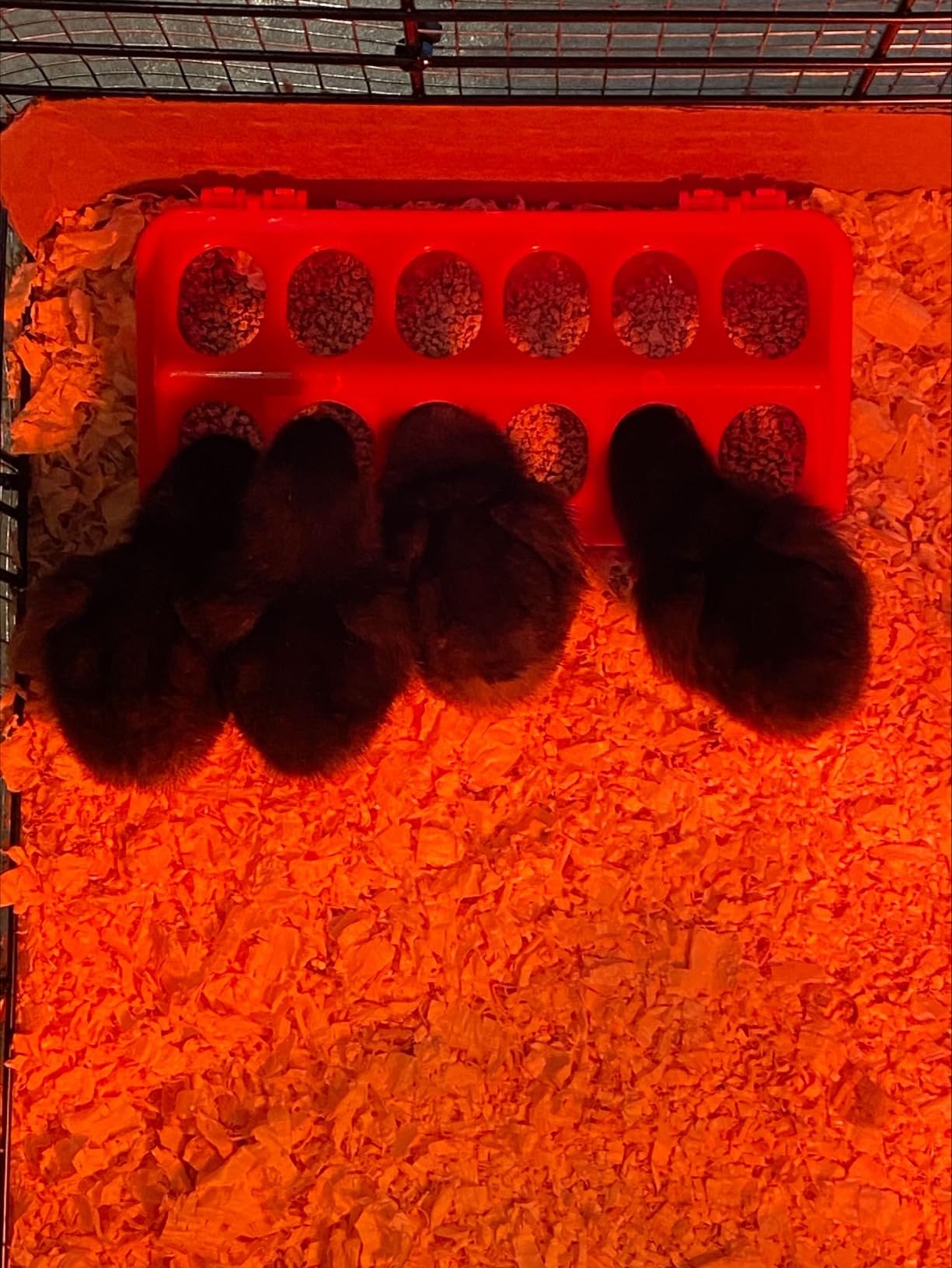 Chick Feeder and Waterer Kit, Chick Feeder Trough and 0.3 Gallon Chick Waterer, No Waste Baby Chick Starter Kit for Chicks, Ducks, and Quail customer photo 2
