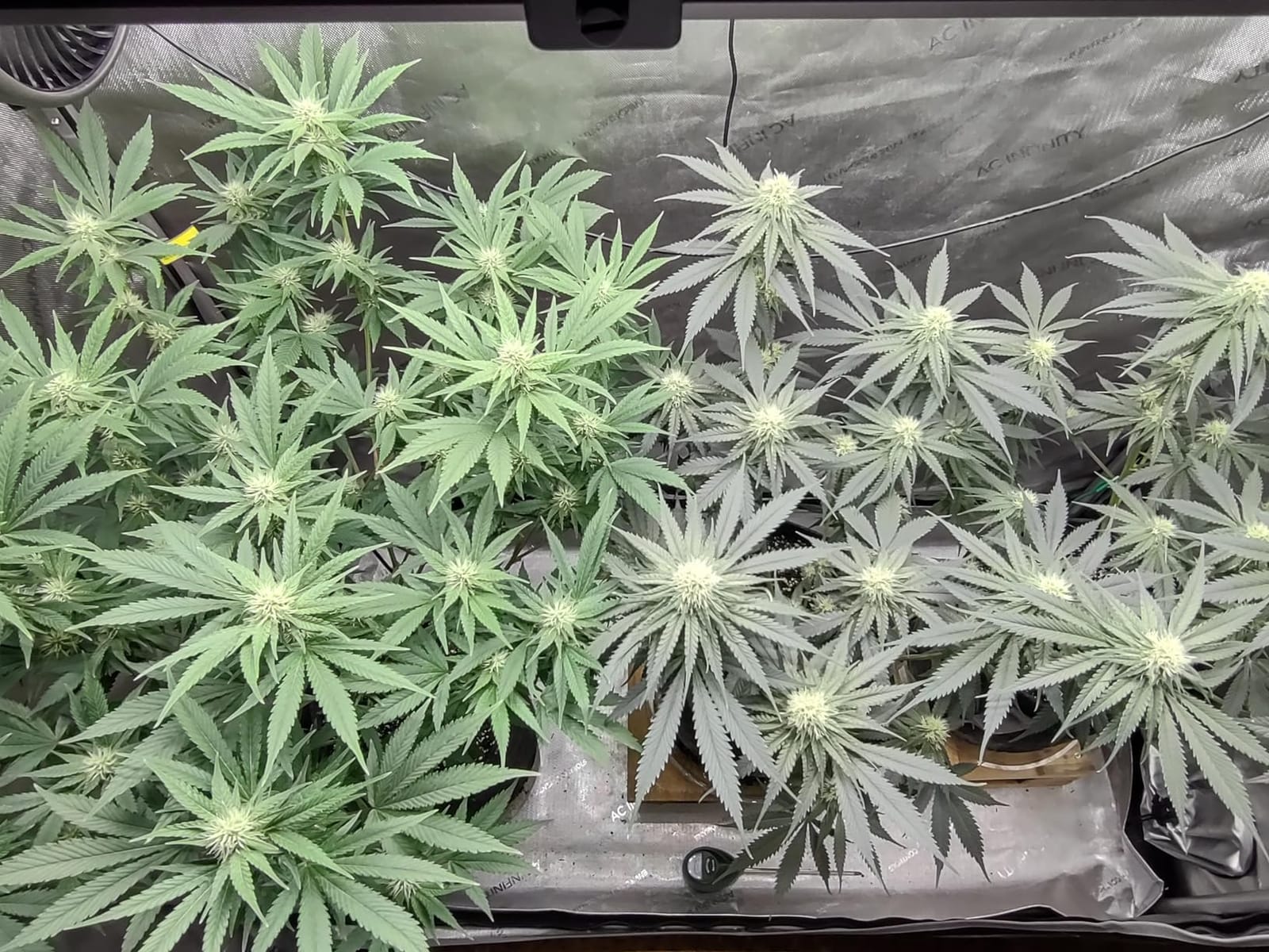 AC Infinity IONFRAME EVO3, 280W Samsung EVO Bar LED Grow Light 2x4 customer photo 2