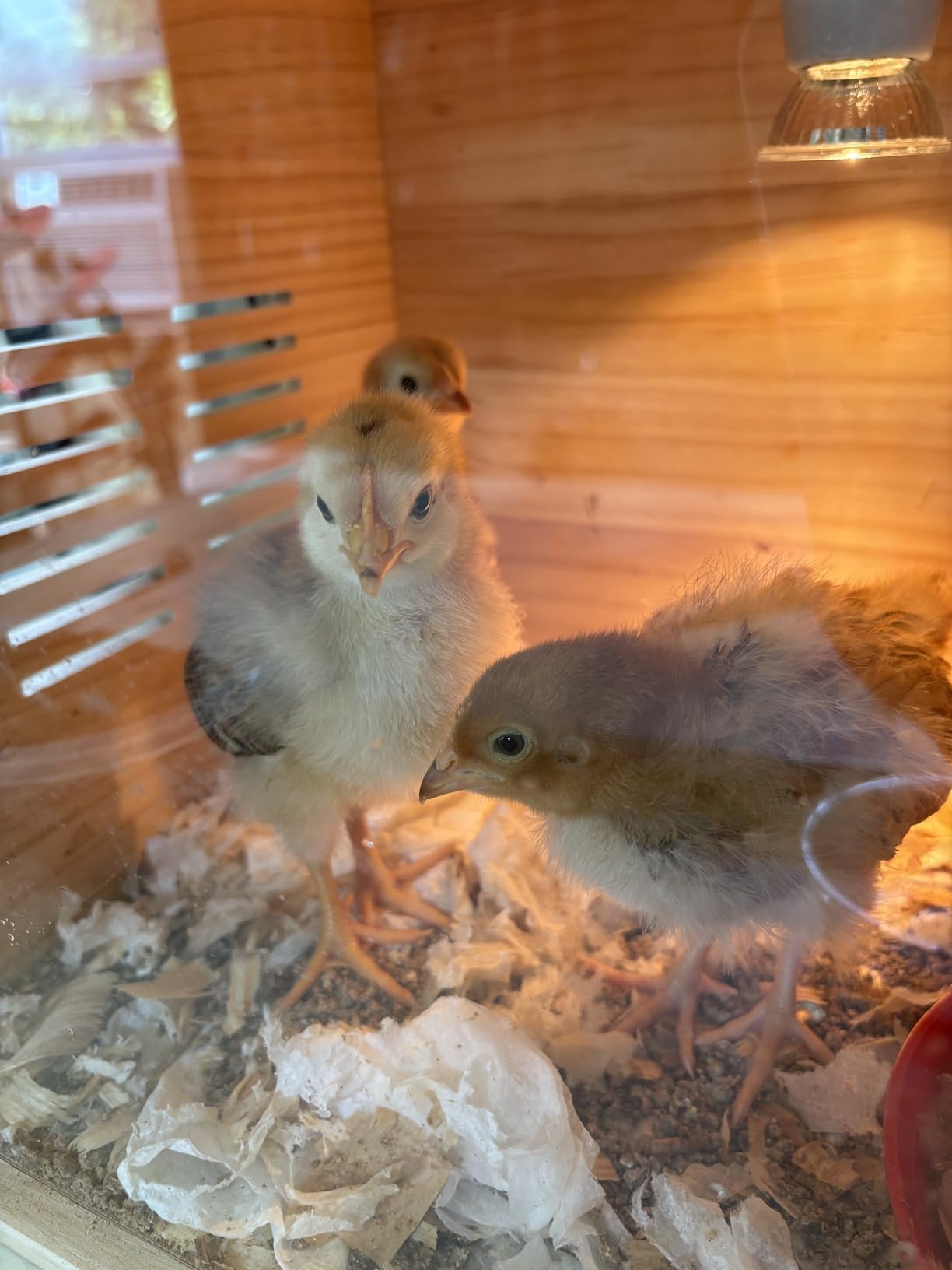 Brooder Box for Chicks, Chicken Brooder with Heater for Baby Poultry customer photo 2