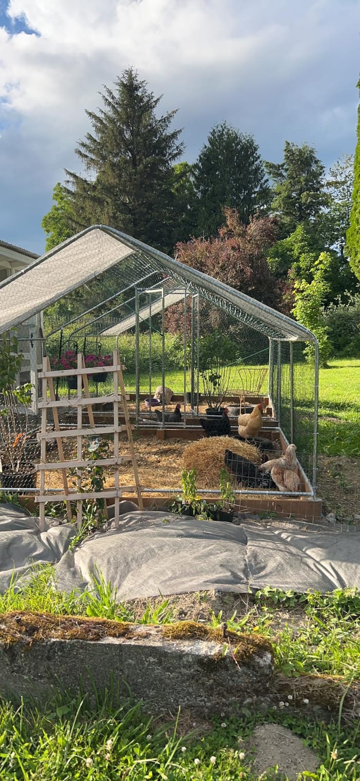 Walk-in Chicken Coop 10x10 ft, Metal Poultry Cage for 10-15 Chickens, Steel customer photo 2