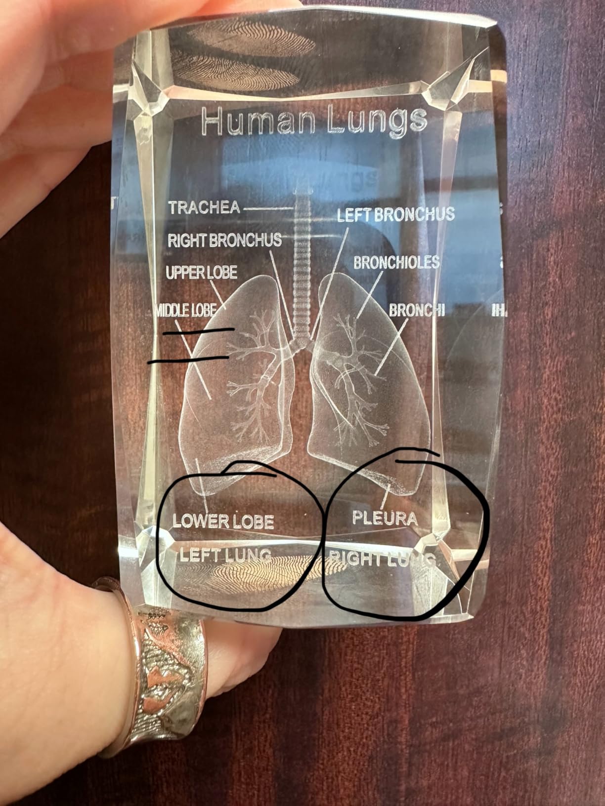Movdyka 3D Crystal Human Heart Model Doctor Gifts for Men Women | 3D Laser Etched Glass Anatomical Heart Figurine Glass Paperweight Science Biology Medial Surgeon Gifts with Colorful LED Base customer photo 1