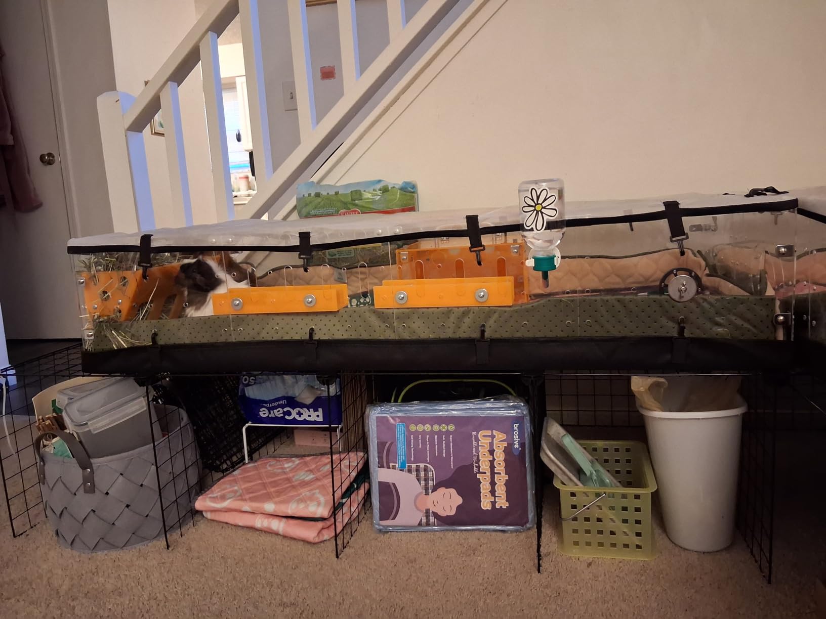 GuineaLoft™ Model-A Acrylic Guinea Pig Cage - Large 4x2ft Expandable C&C | Also Works for Small Roaming Animals Like Rabbits, Button Quails, and Hedgehogs – Visit the GuineaLoft Store customer photo 2