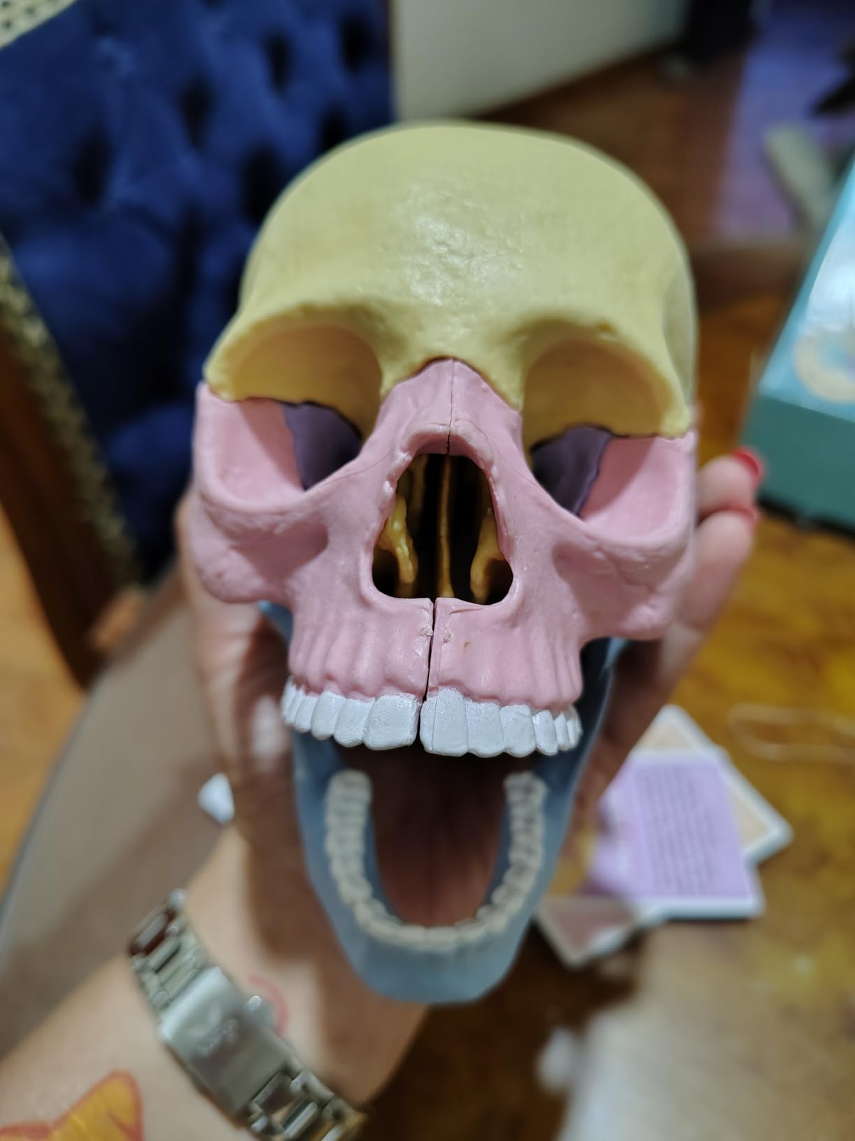 LUCKY GUESS Human Skull Anatomy Model, 17-Part Puzzle with Flash Cards customer photo 1