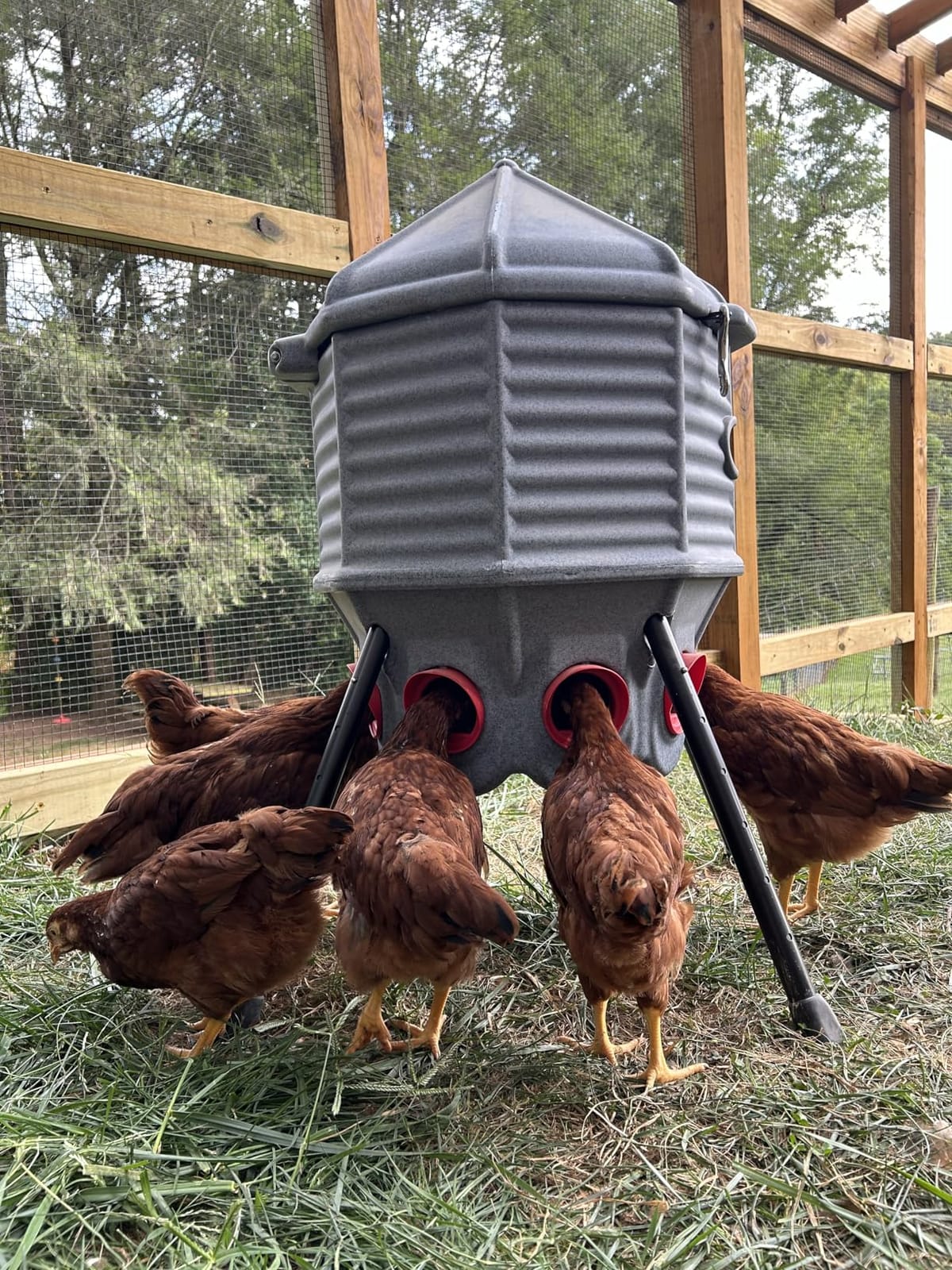 CoopWorx Poultry Feeder 80 lb Capacity - Adjustable Height Chicken Feeder - UV Stable Rotomolded - 8 Soft-Touch Ports - Roost-Resistant Lockable Lid - Made in USA customer photo 1