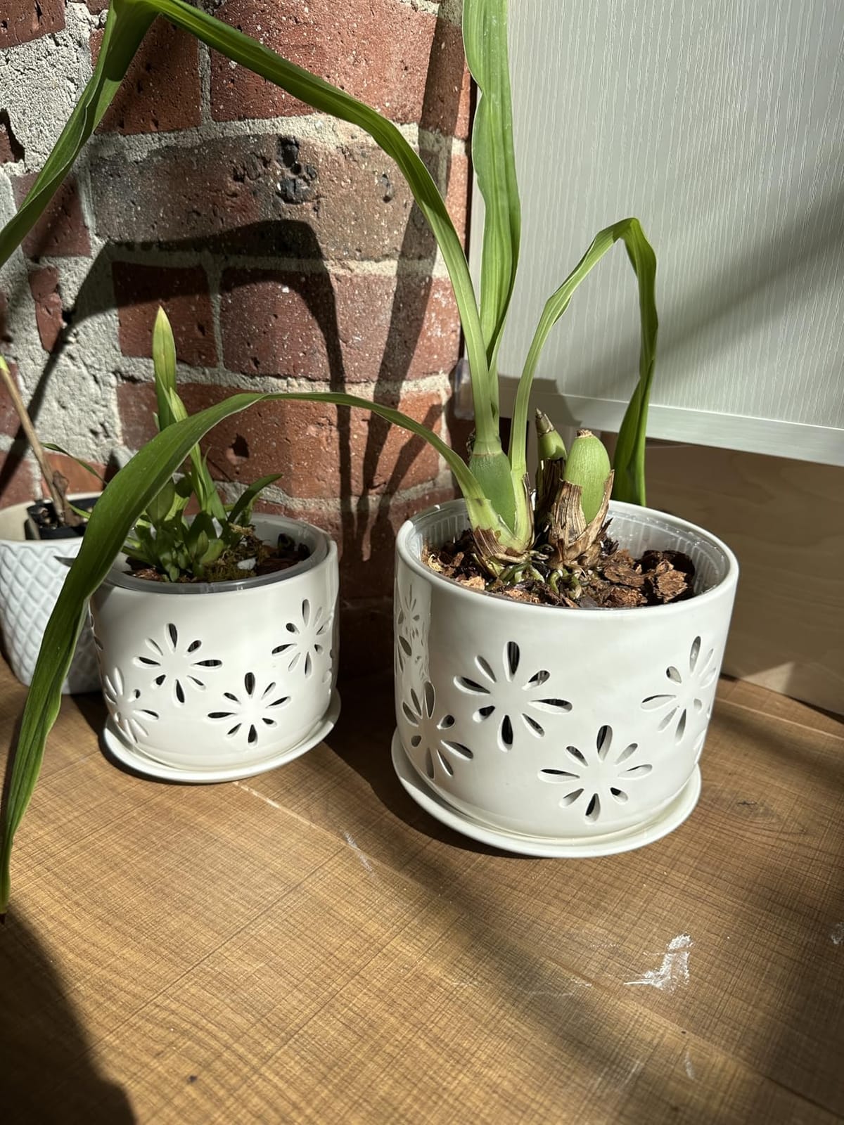 EFISPSS Ceramic Orchid Pots 5+6 Inch White with Drainage Holes & Tray, Breathable Airflow, Indoor & Outdoor customer photo 1