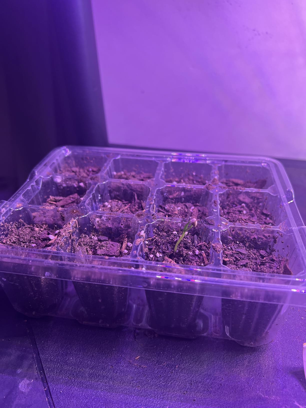 Bonviee Seed Starter Trays with 12-LED Grow Lights, Clear, 5 Pack customer photo 1