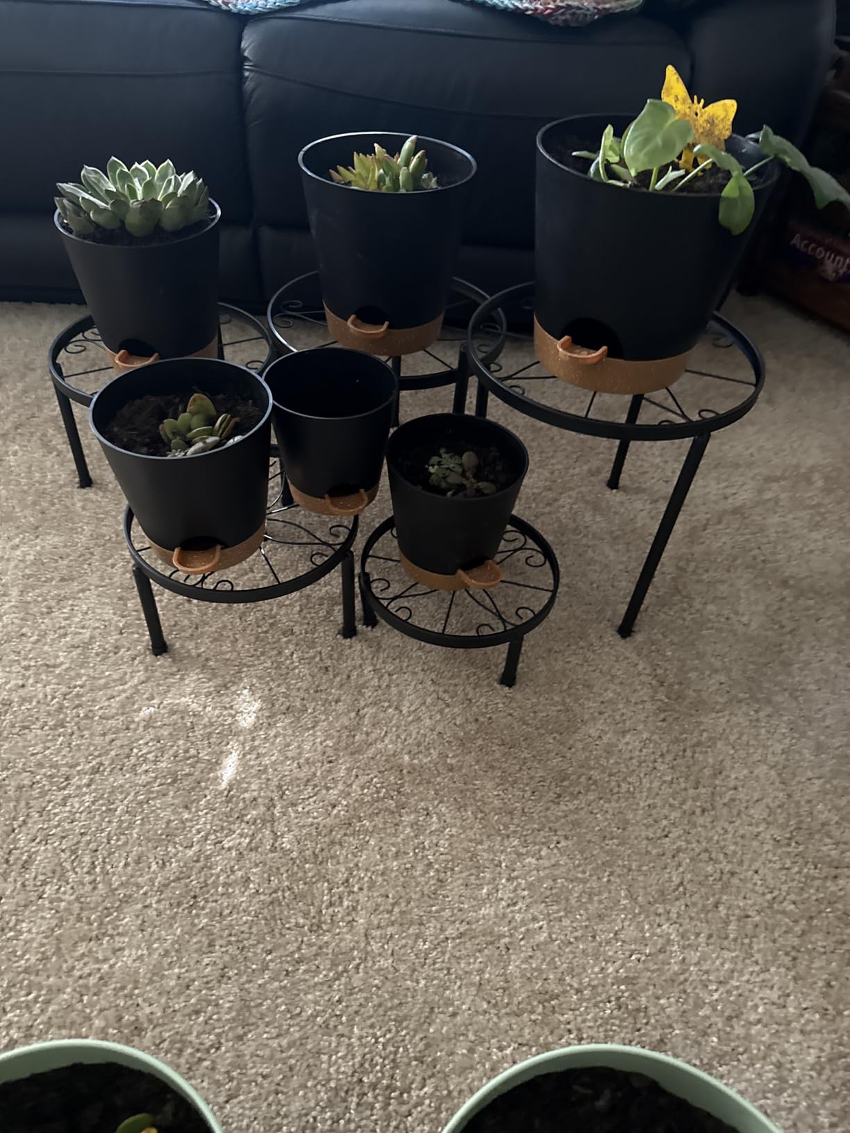 YNNICO Indoor Self Watering Planters with Drainage Holes and Saucers, 8, 7, 6.5, 6, 5.5, 5 Inches, Black, 6 Pots customer photo 1