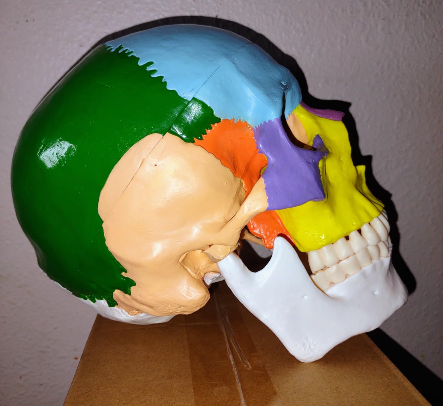 breesky Human Skull Model for Anatomy, 15 Parts Human Anatomy Exploded Skull, Detachable Palm-Sized Mini Human Color Medical Skull Model, Learning with Color Study Manual customer photo 2