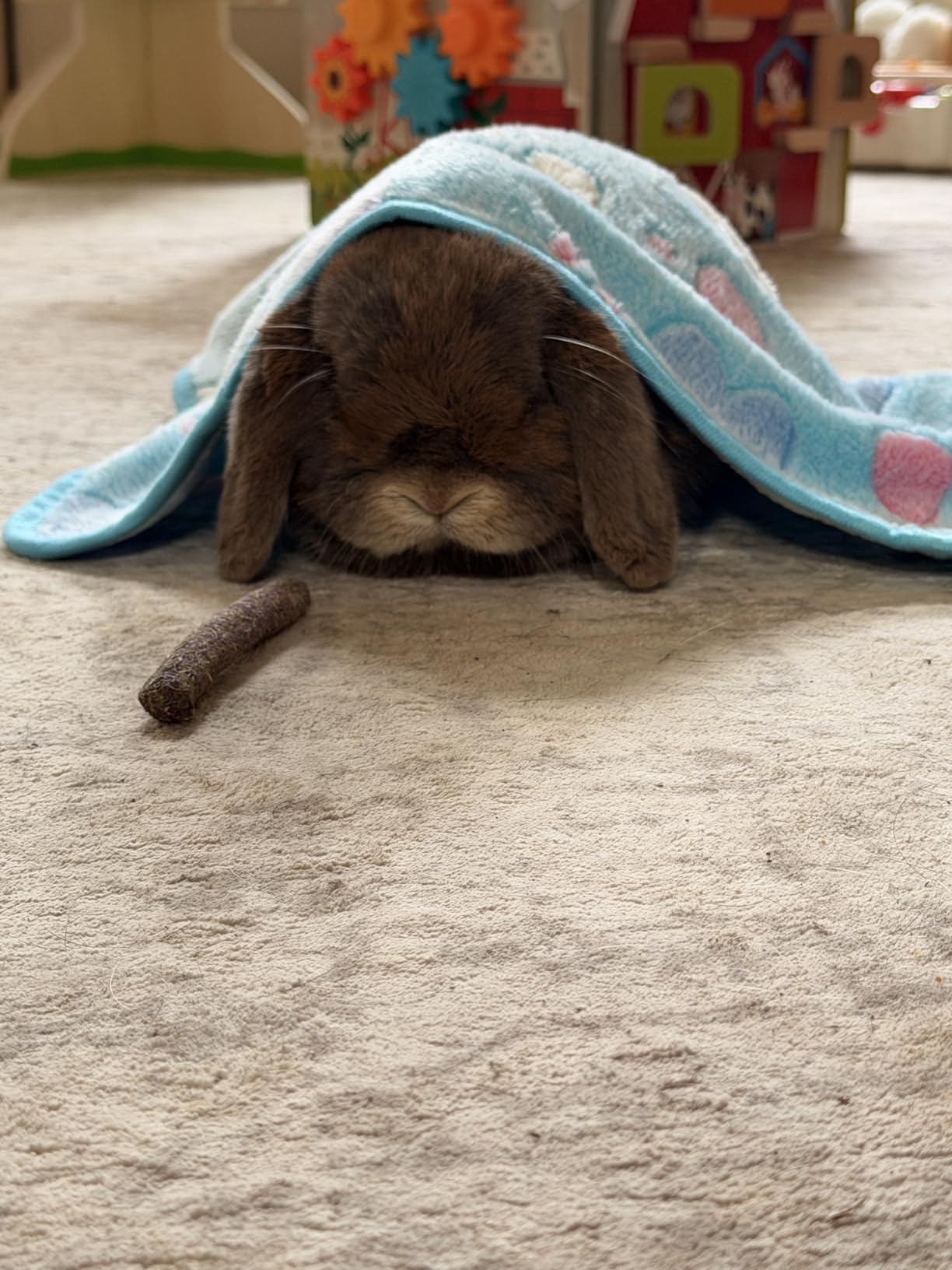 Guinea Pig Blanket, 4 Pack Warm Soft Coral Fleece Small Animal Blankets Washable Pet Cage Liners Sleep Mat Pad Cover for Rabbit Hamster Dog Cat Ferret Chinchilla Hedgehog Bedding, 24