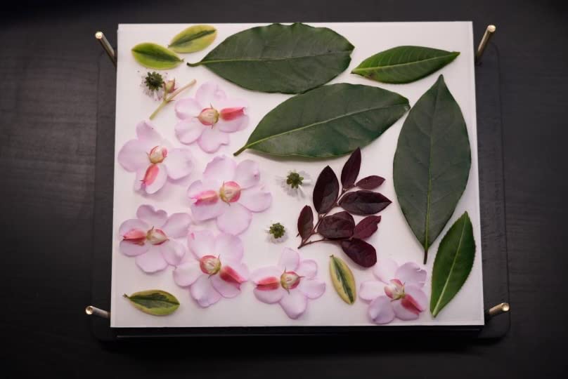 Suziko 9 Inch Microwave Flower Press Kit with Photo Frame - Quick Dry Flower Pressing Machine with Reusable Fabric, Ideal Gift for Flower Lovers customer photo 1