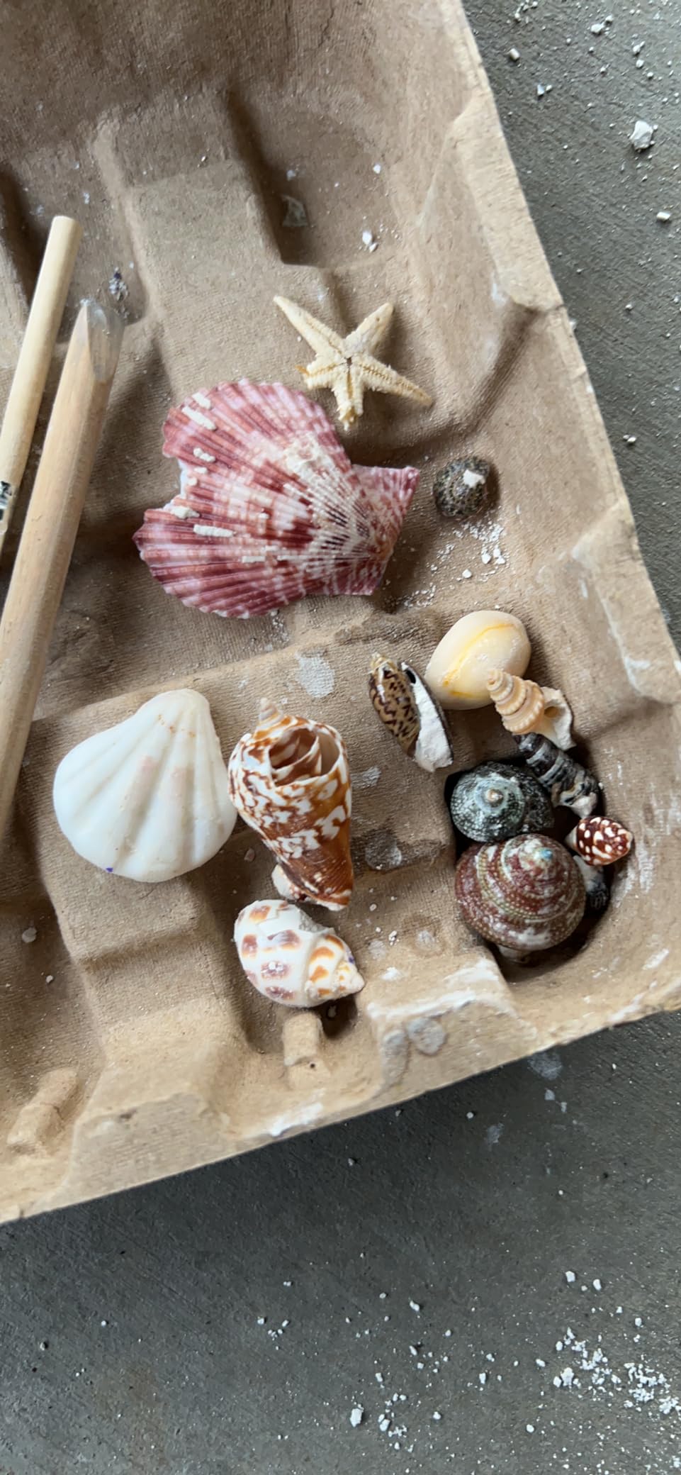 PIBEX Ocean Fossil Dig Kit, 20+ Real Shells & Seasnails, Sea Creature Toy | Marine Biology Science Kit, Educational Gift for Boys & Girls Ages 6-12 customer photo 2