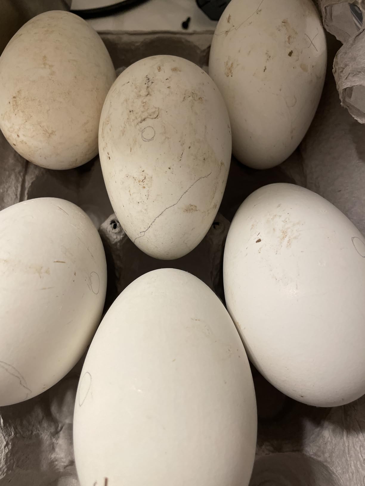 Goose/Peacock Egg Tray Compatible with Nurture Right 360 Turner (JGT360) customer photo 2