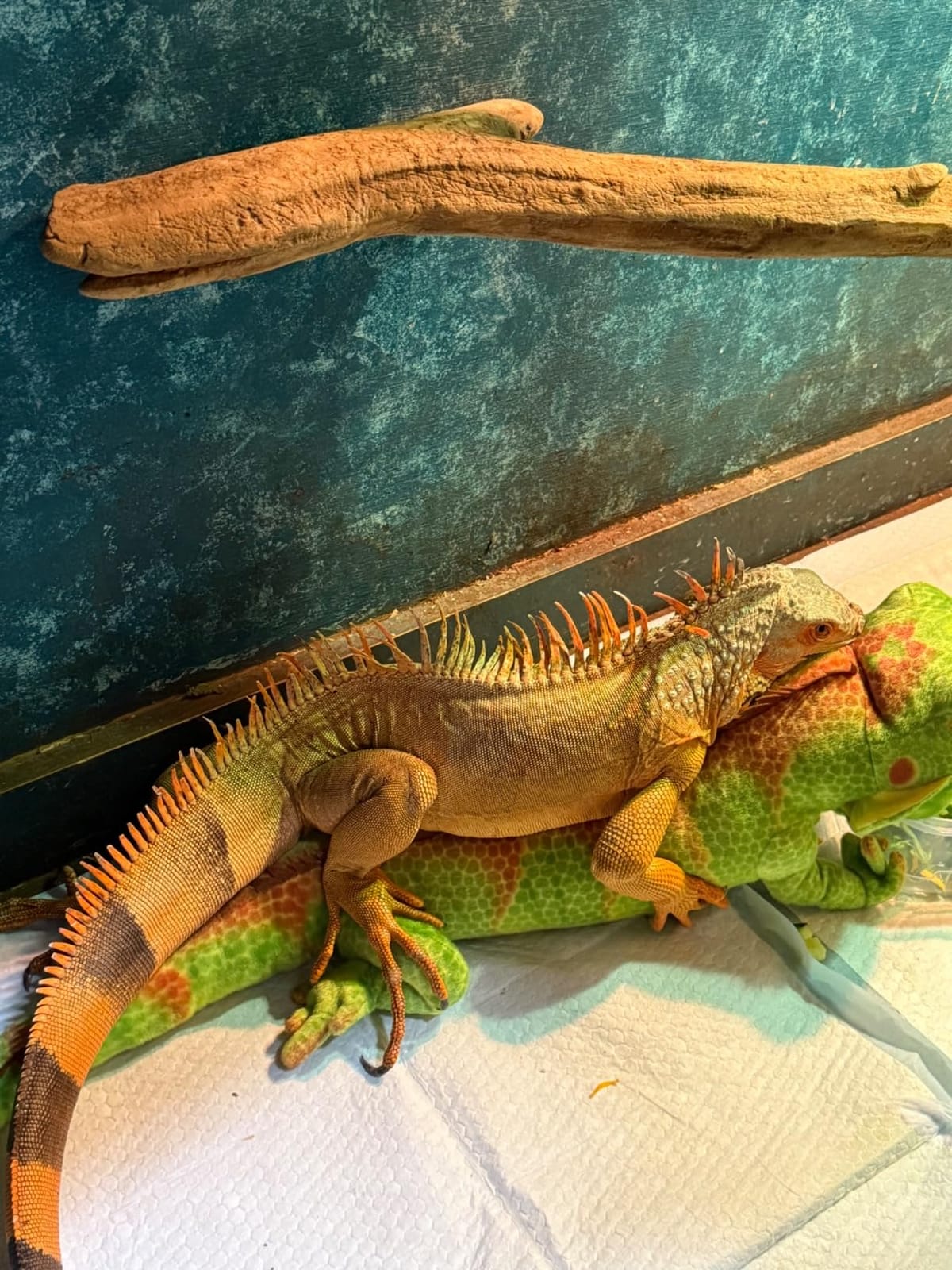 Syhood Lizard Stuffed Animals 37.4'' Realistic Plush Lizard Soft Plush Reptile Gift for Animal Lovers Birthday Easter (Iguana) customer photo 1