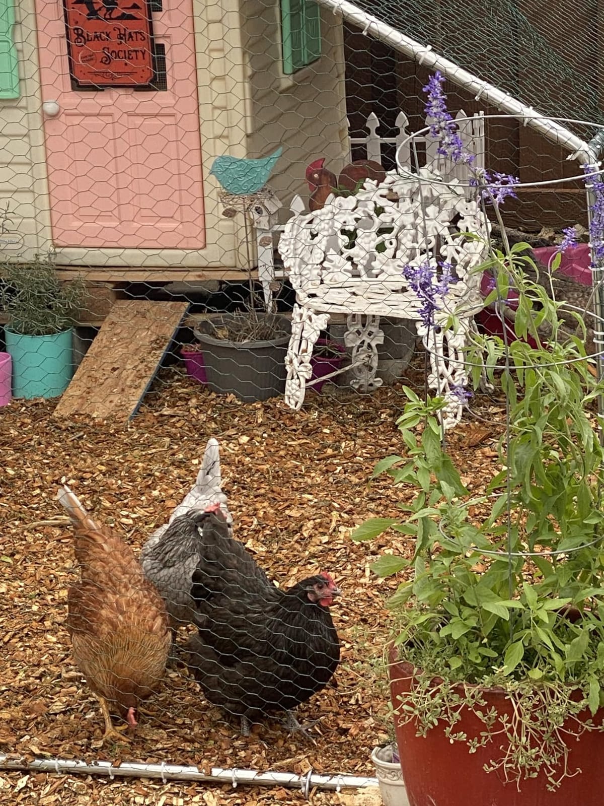 HITTITE Large Metal Chicken Coop with Run, 9.84 x 6.4 x 6.56 ft Walk in Poultry Cage Chicken Run Pen, Outdoor Chicken Runs for Yard with Waterproof & Anti-UV Cover customer photo 1