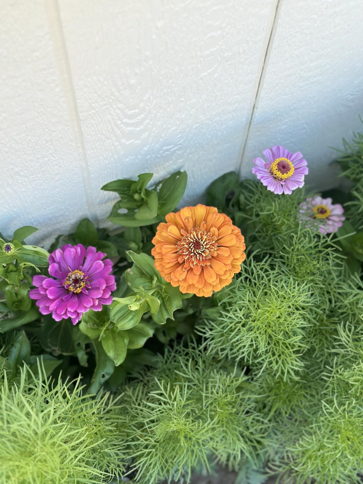 Mountain Valley Seed Co Pollinator Wildflower Seed Shaker Collection 3-Pack Gift Set customer photo 2