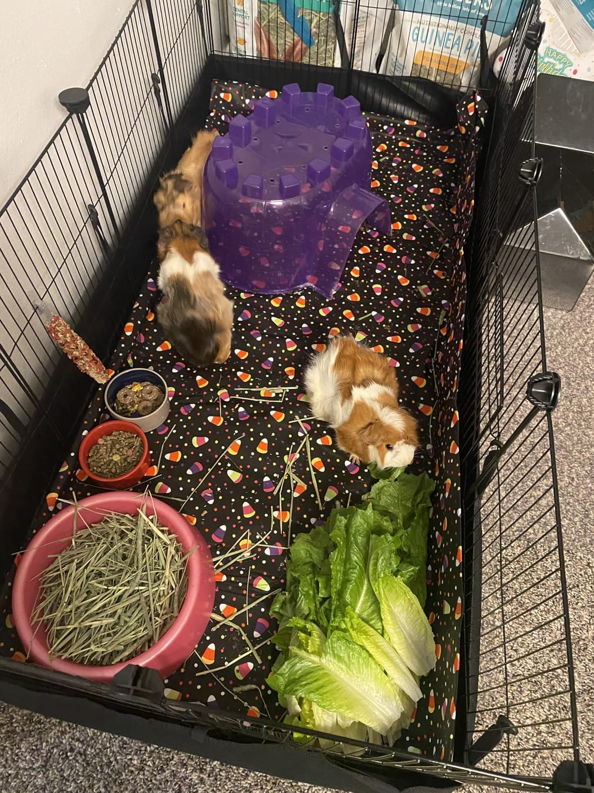 Tresbro Guinea Pig Cage with Waterproof PVC Bottom Liner & One-Hand Release Hook, Triple Fixing C&C Cage for Guinea Pigs, Bunny, Rabbit, Hedgehog, Small Animal Indoor Playpen 48''L x 24''W x 16''H customer photo 1