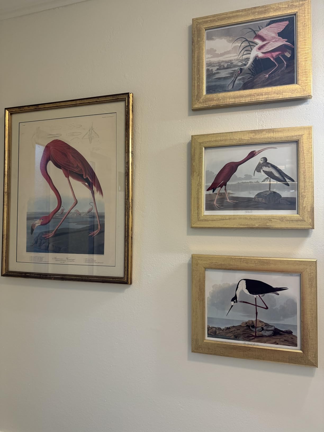 Poster Master Vintage James Audubon Poster - Retro Roseate Spoonbill Print - Birds of America Art - Bird Art - Gift for Him, Her & Animal Lover - Decor for Dorm, Living Room or Bedroom - 8x10 UNFRAMED Wall Art customer photo 2