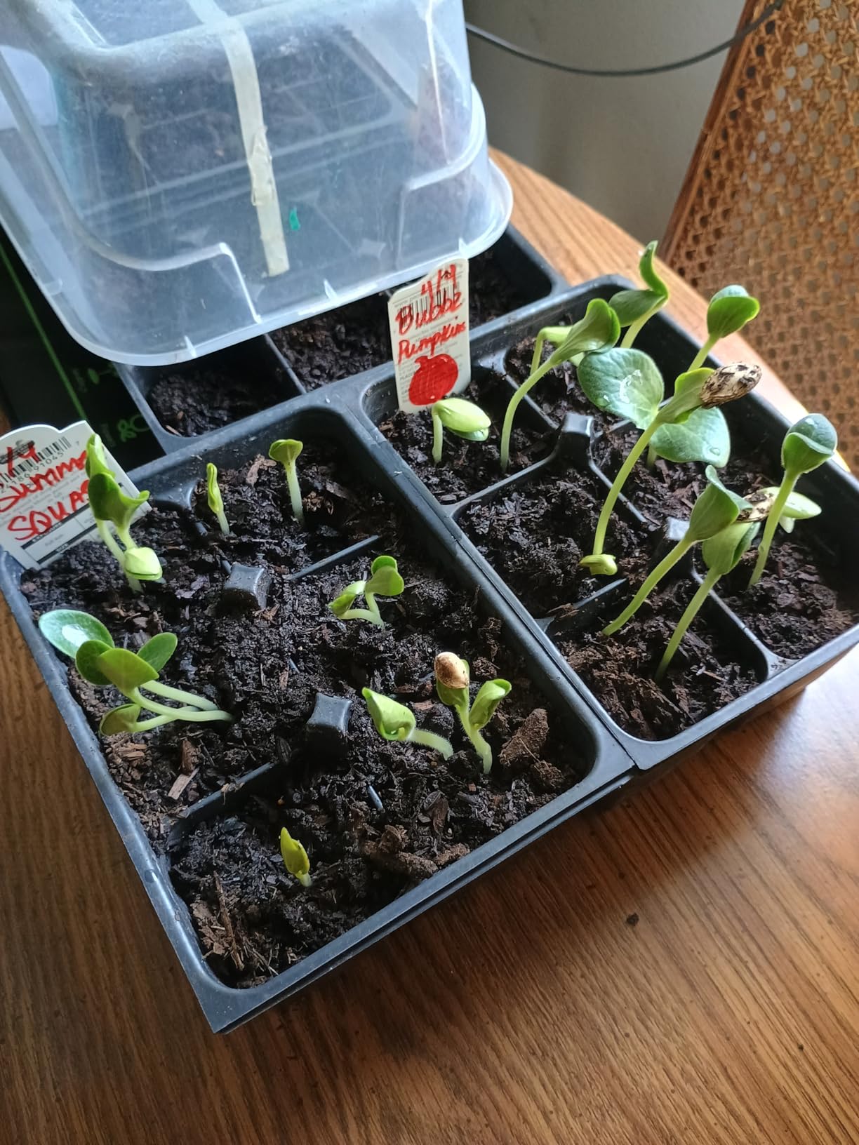 LOCONHA Seedling Heat Mat for Seed Starting, 10