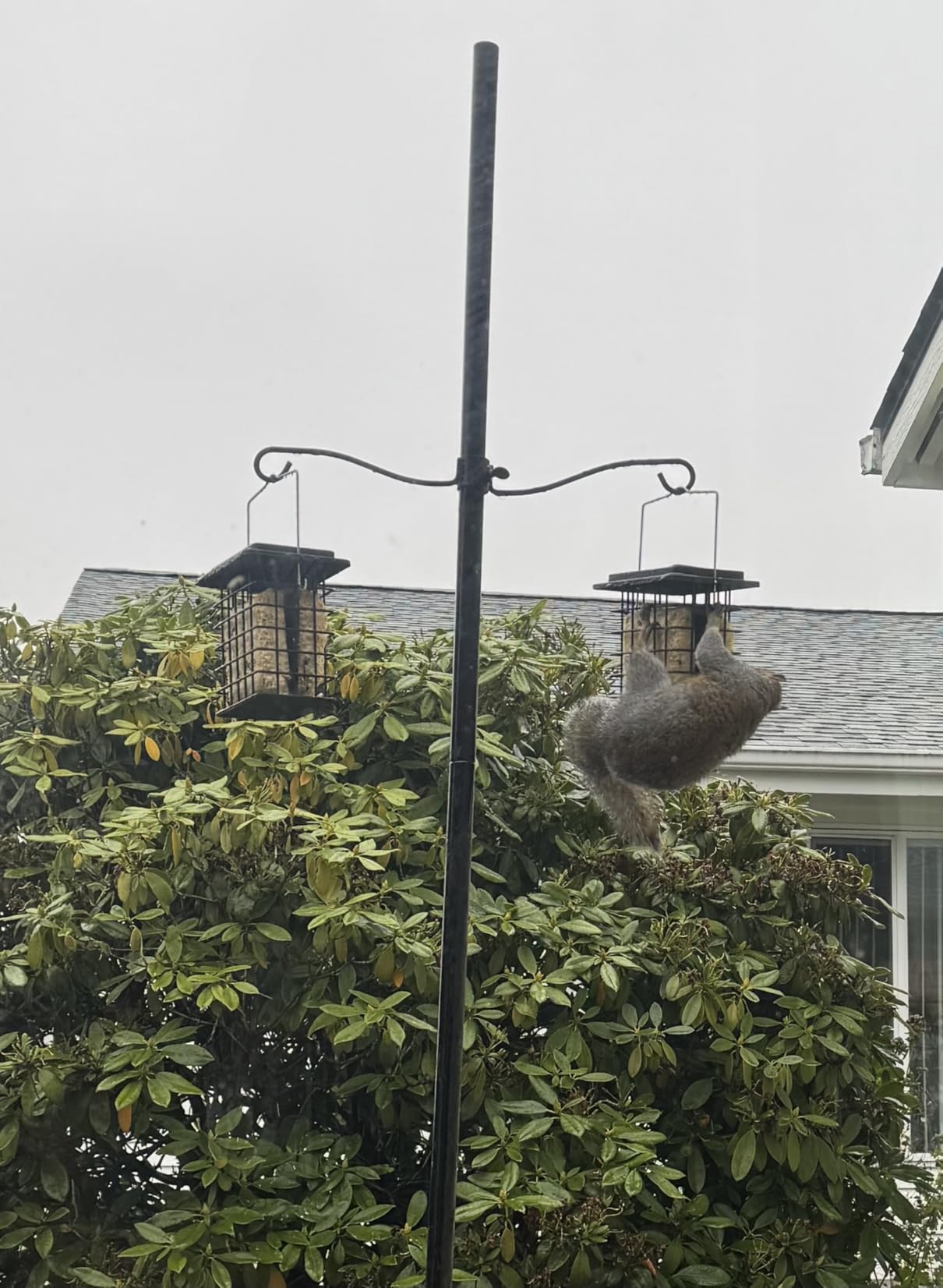 iBorn Double Suet Feeder for Outside Hanging,Weatherproof Suet Feeders,Suet Holder with Taller Grid for Woodpecker, Suet Cage Bird Feeders for Outdoors,Easy to Clean & Refill,All Metal,Black customer photo 1