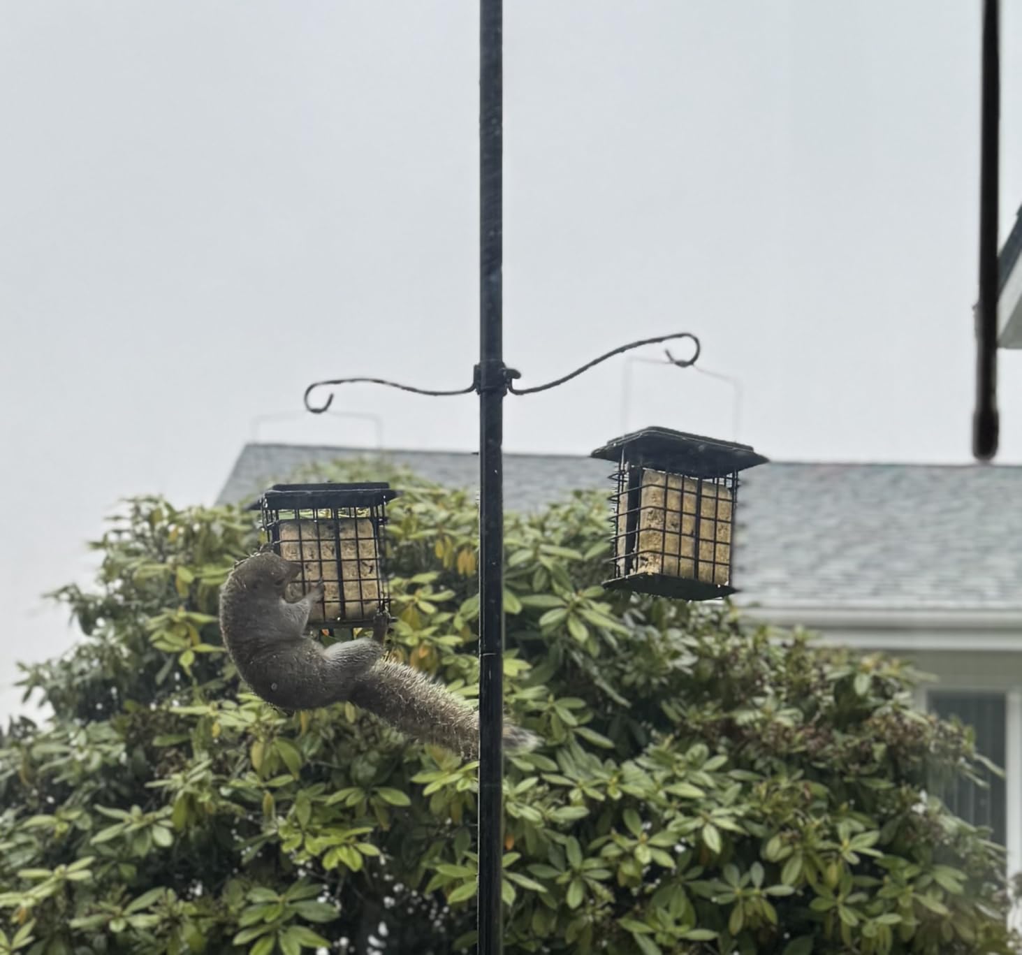 iBorn Double Suet Feeder for Outside Hanging,Weatherproof Suet Feeders,Suet Holder with Taller Grid for Woodpecker, Suet Cage Bird Feeders for Outdoors,Easy to Clean & Refill,All Metal,Black customer photo 2