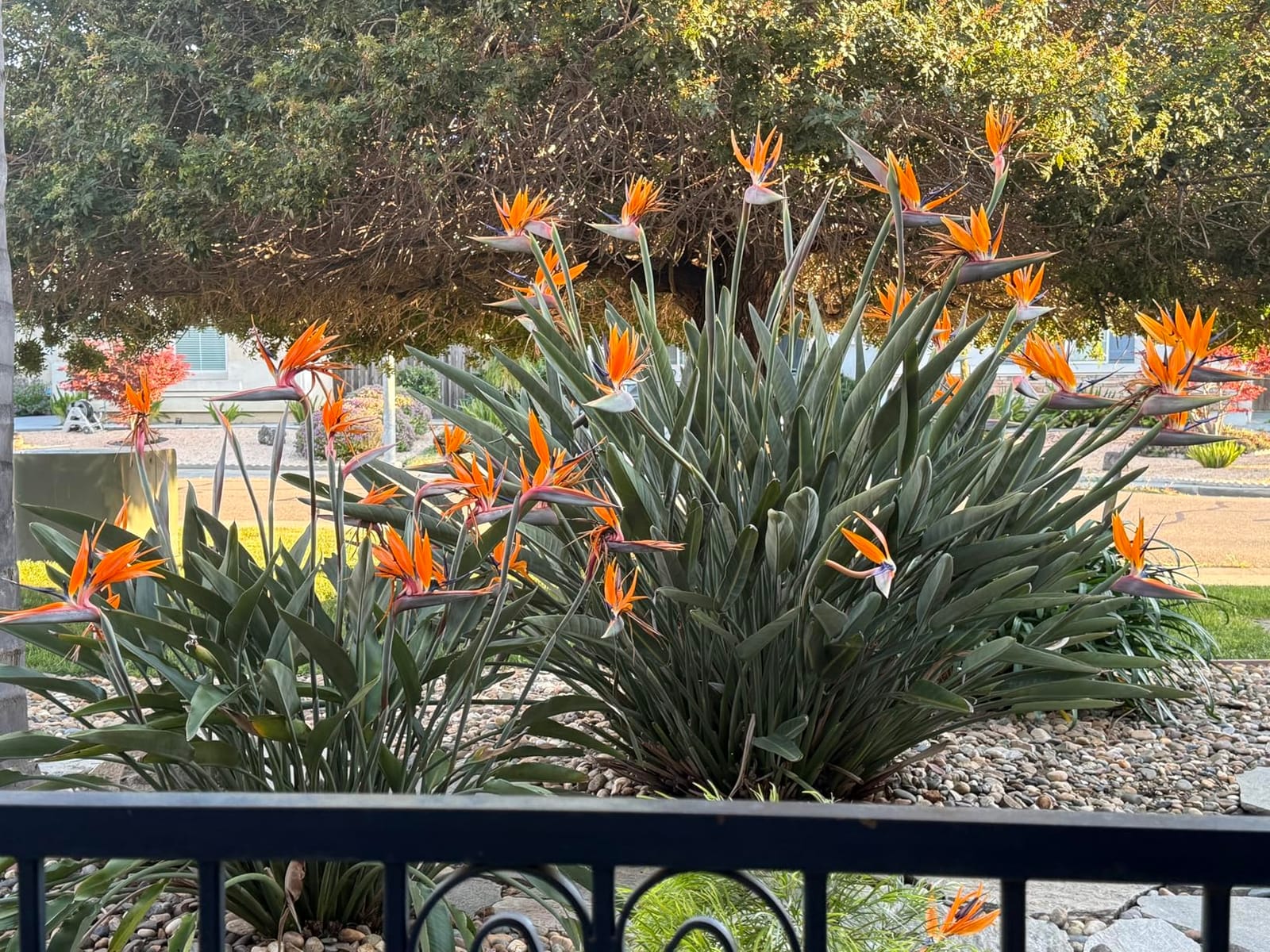 Bird of Paradise Fertilizer - Liquid Plant Food for Bigger Leaves, 8 oz | Kelp & Micronutrient Formula, For Indoor & Outdoor Tropical Plants, Encourages Blooming, Simple Monthly Feeding customer photo 1