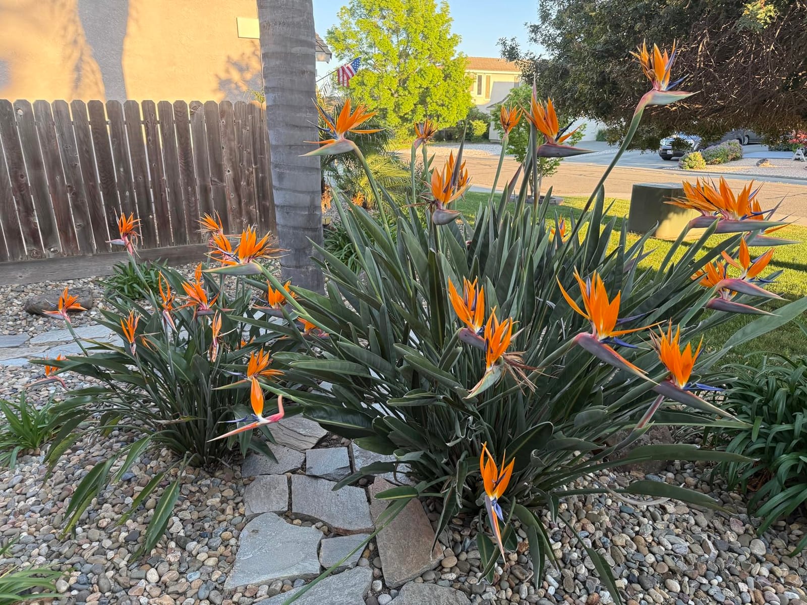 Bird of Paradise Fertilizer - Liquid Plant Food for Bigger Leaves, 8 oz | Kelp & Micronutrient Formula, For Indoor & Outdoor Tropical Plants, Encourages Blooming, Simple Monthly Feeding customer photo 2