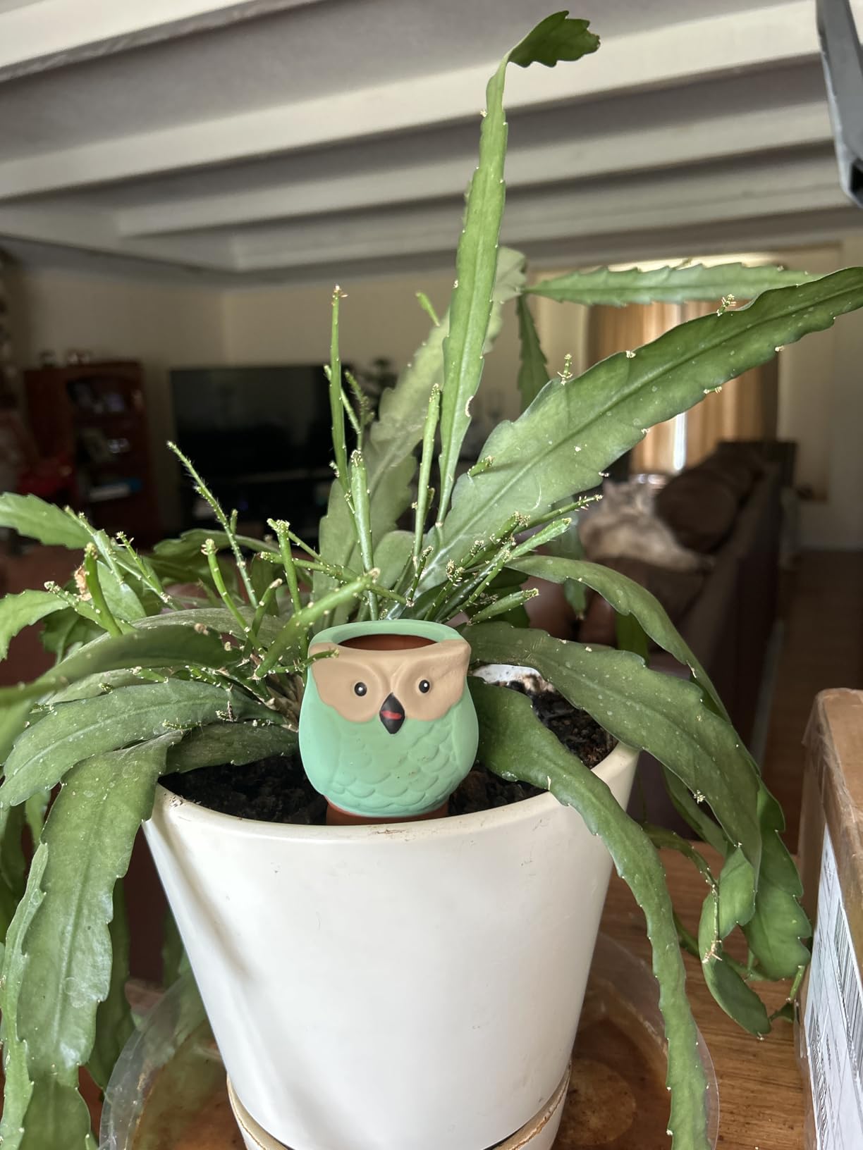 4 Pack Terracotta Watering Spikes, Vacation Self-Watering Planters Devices - Continuous Moisture with Slow Release Watering System - Perfect for Indoor Outdoor Plants (Owl Shape) customer photo 2