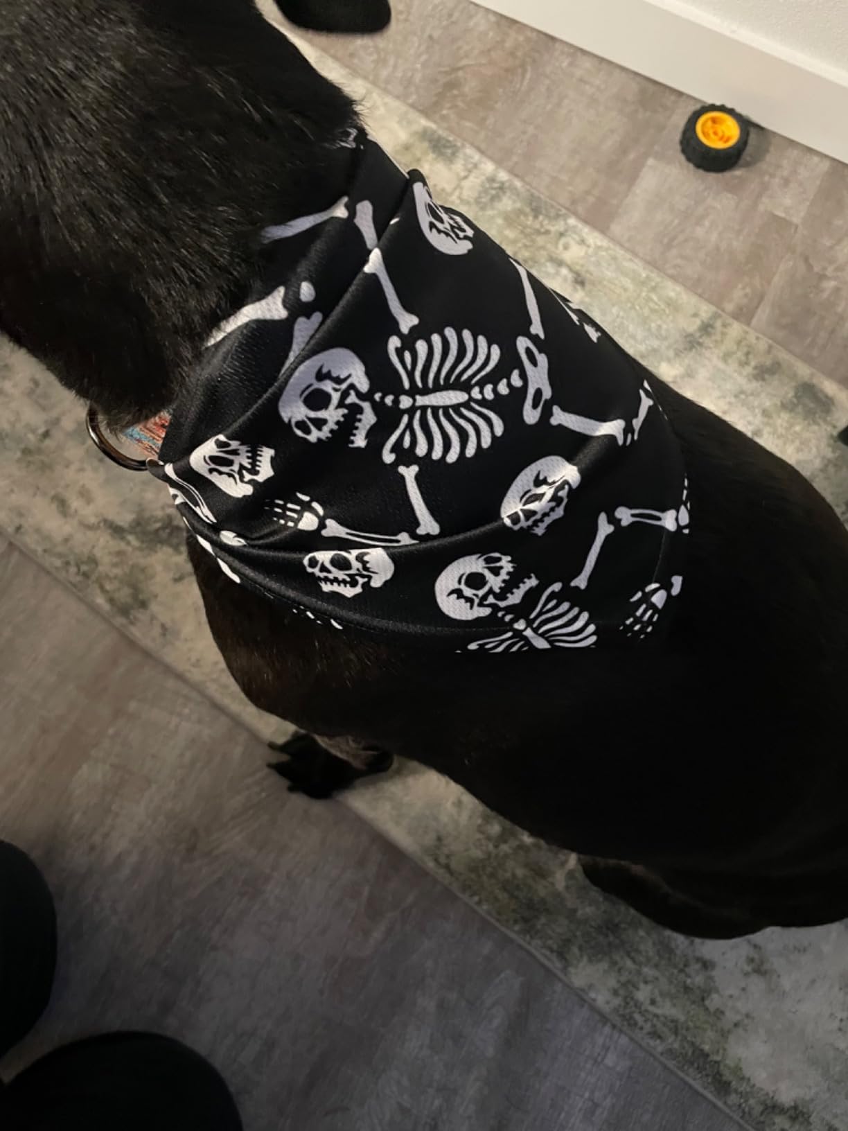 Dog Bandana Scarf Triangle Bibs Pet Accessories Cat Kerchief | Music Note Musical Instrument Dog Bandana customer photo 1